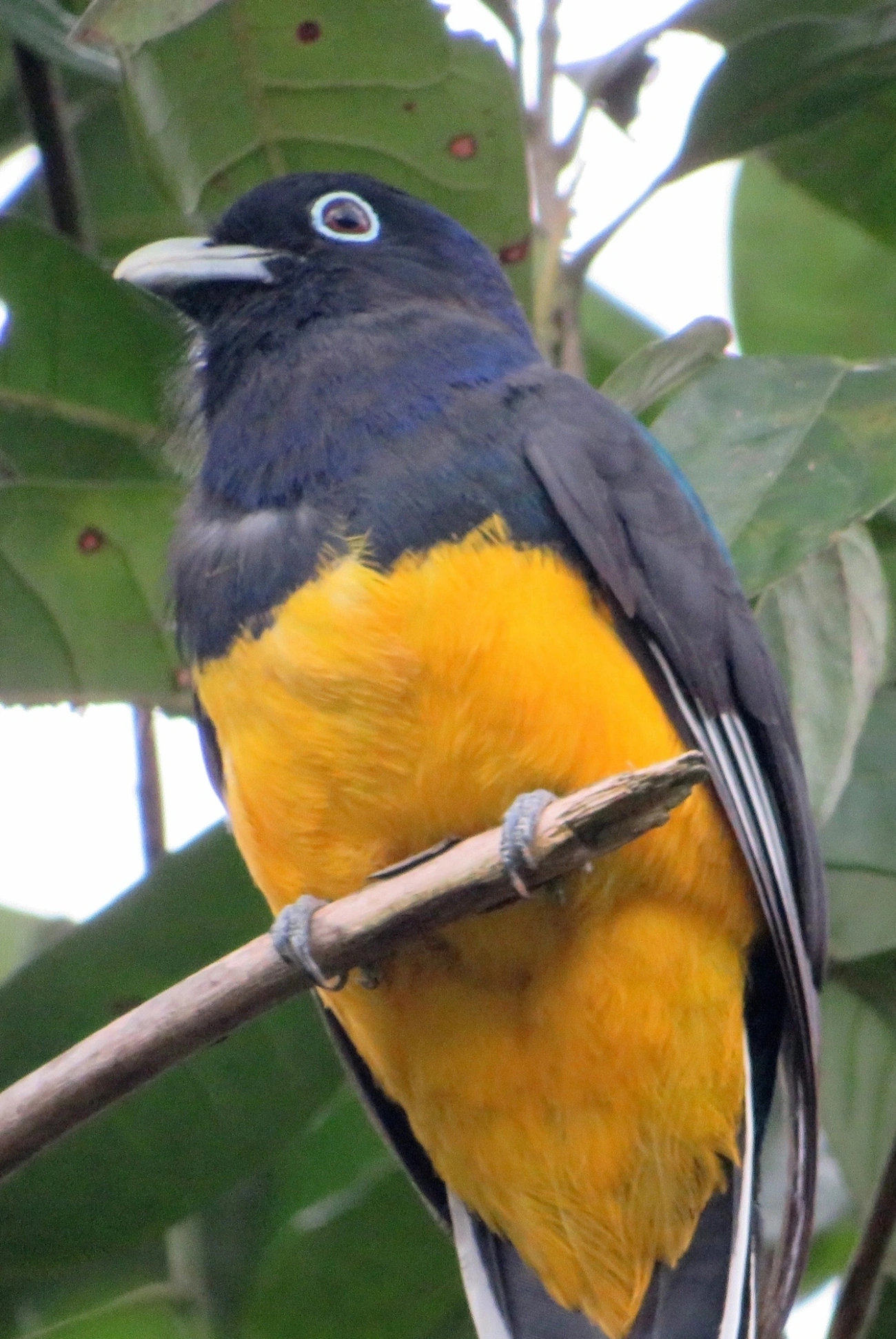 Surucuá-de-barriga-amarela (Trogon viridis), aves, fotografado em Maresias, São Sebastião