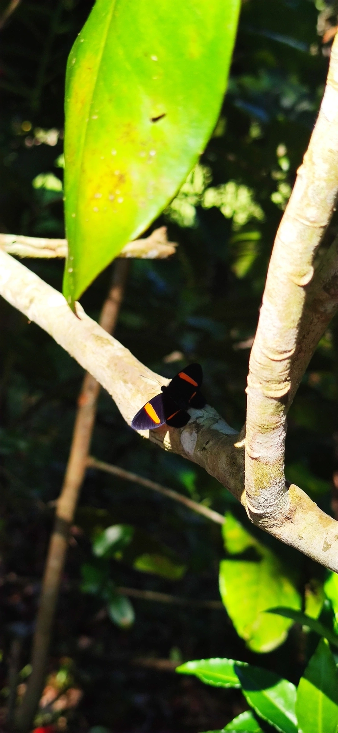 Panara jarbas, insetos, fotografado em Maresias, São Sebastião
