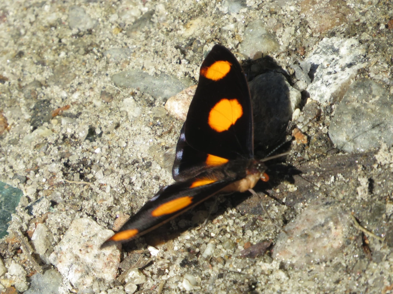 Bandeira-azulada (Catonephele numilia), insetos, fotografado em Maresias, São Sebastião