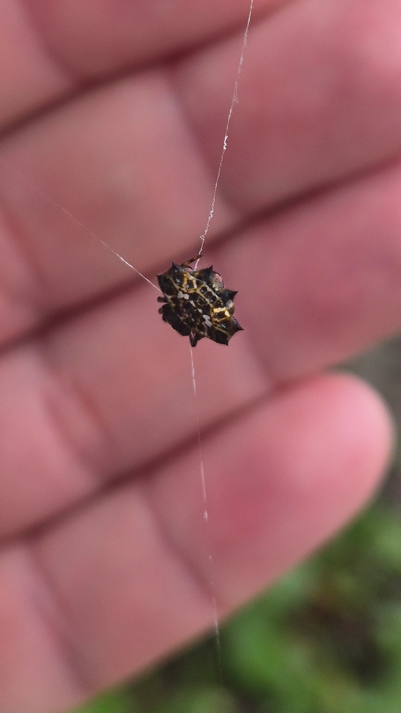 Aranha-espinho (Gasteracantha cancriformis), aracnídeos, fotografado em Maresias, São Sebastião