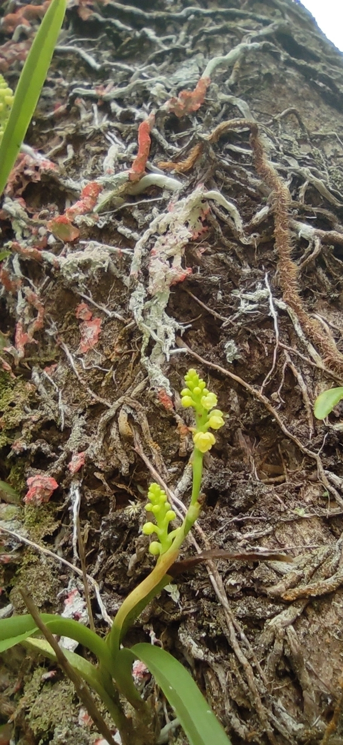Polystachya, plantas, fotografado em Maresias, São Sebastião