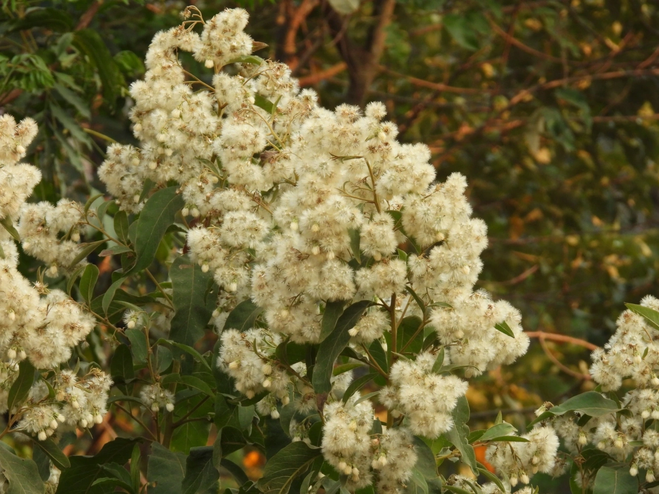 Asteráceas (Asteraceae), plantas, fotografado em Socorro