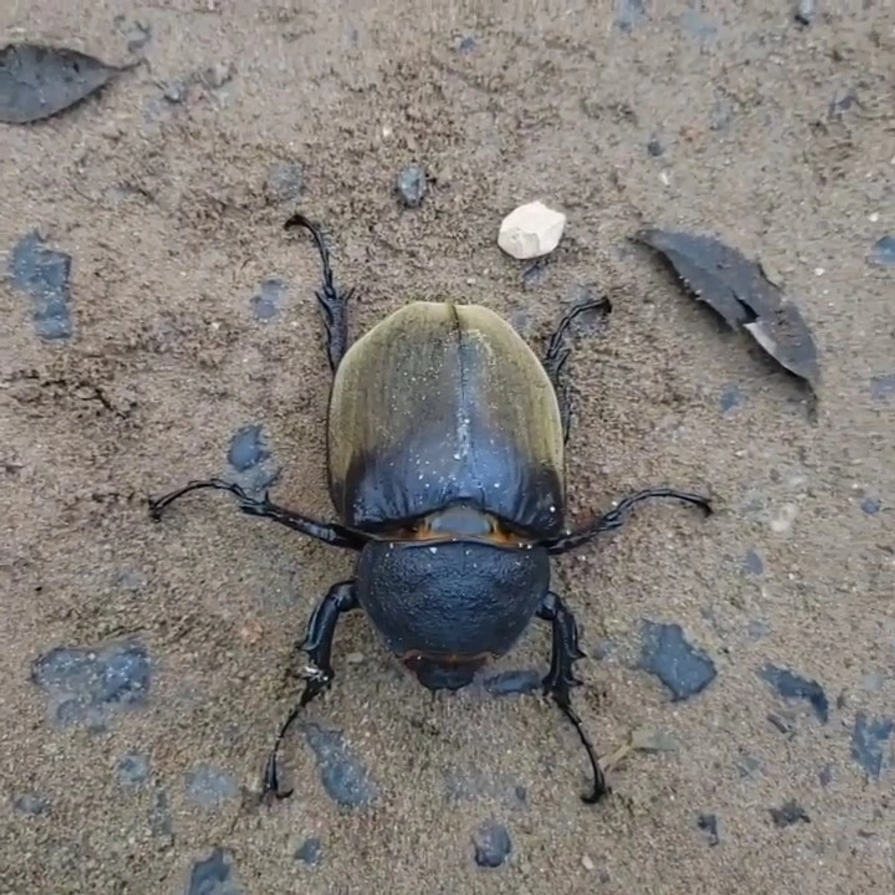 Besouro-Anúbis (Megasoma anubis), insetos, fotografado em Maresias, São Sebastião