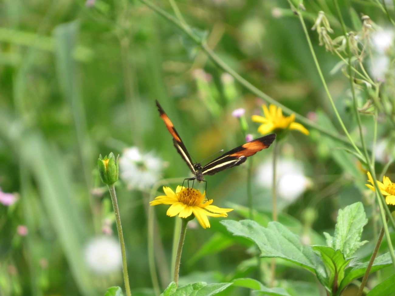 Falsa-erato (Eresia lansdorfi), insetos, fotografado em Maresias, São Sebastião