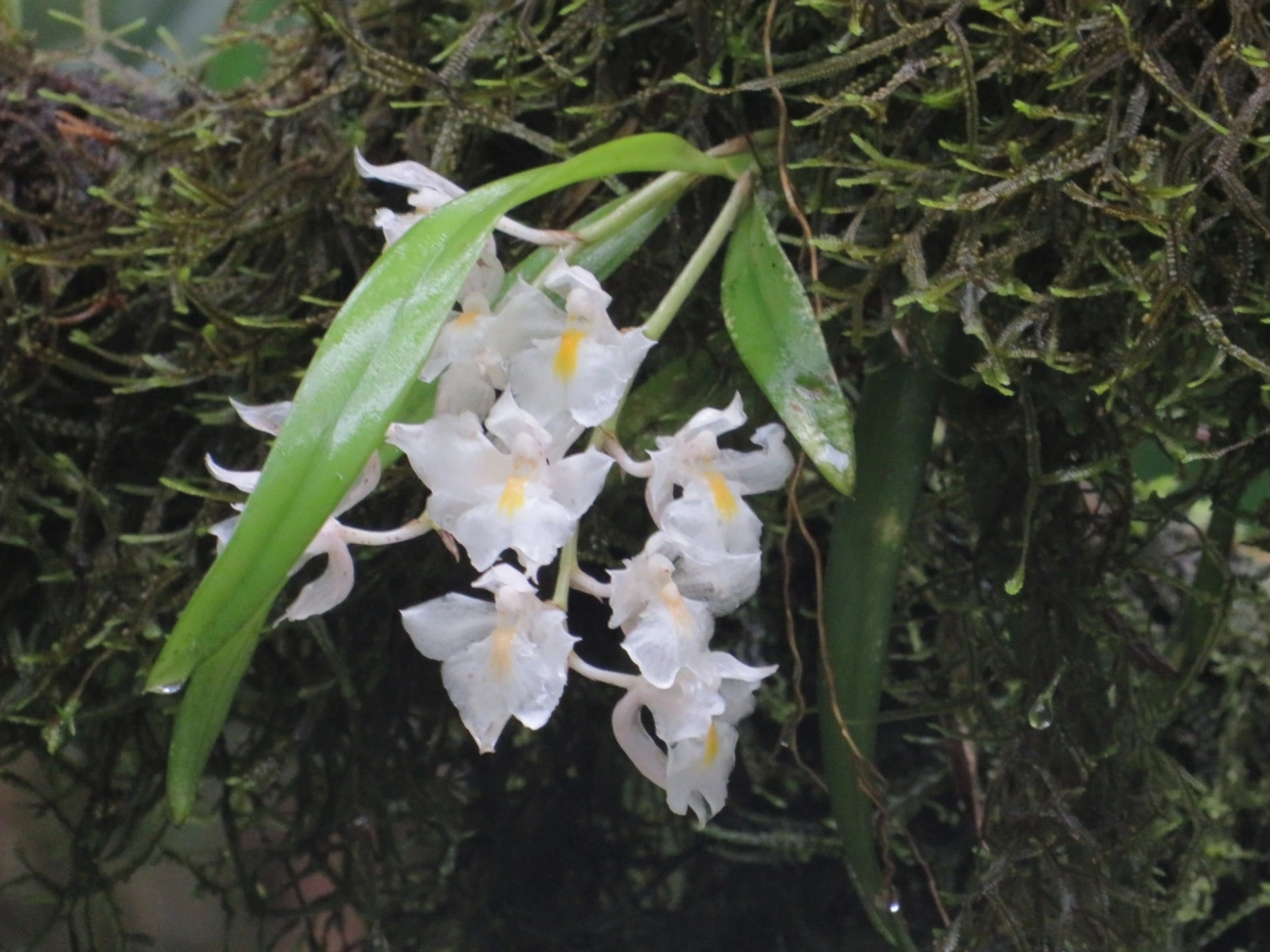 Véu-de-noiva (Rodriguezia bracteata), plantas, fotografado em Camburí, São Sebastião