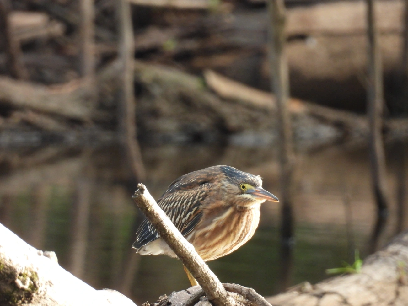 Socozinho (Butorides striata), aves, fotografado em Cabreúva