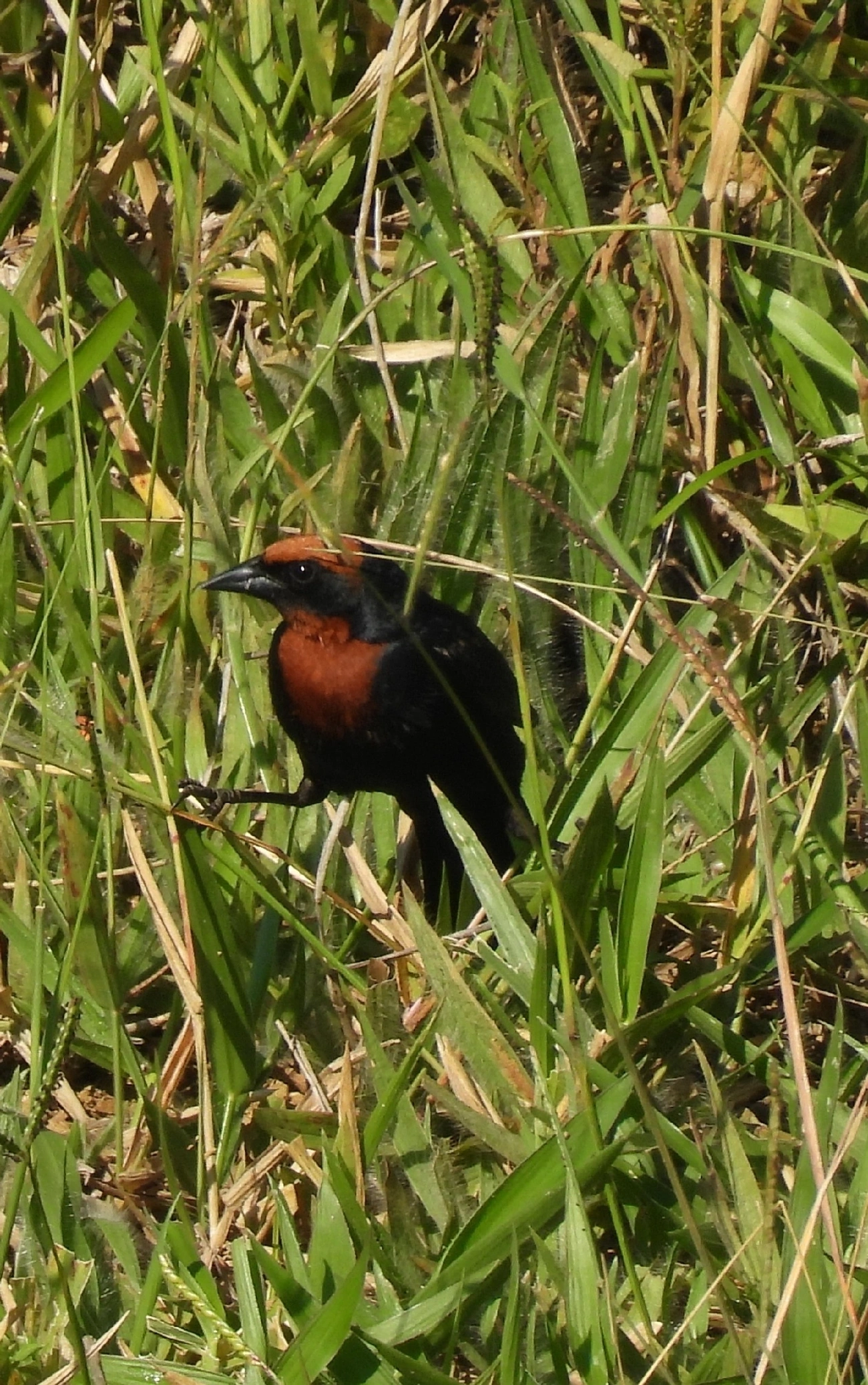 Garibaldi (Chrysomus ruficapillus), aves, fotografado em Queluz