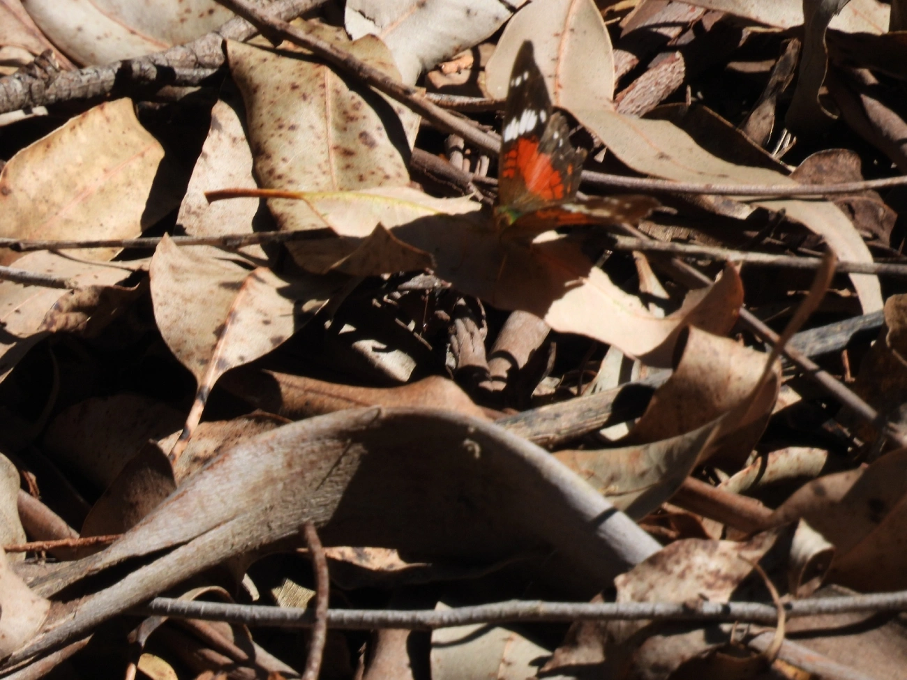 Borboleta-pavão-escarlate (Anartia amathea), insetos, fotografado em Catuçaba, São Luíz do Paraitinga