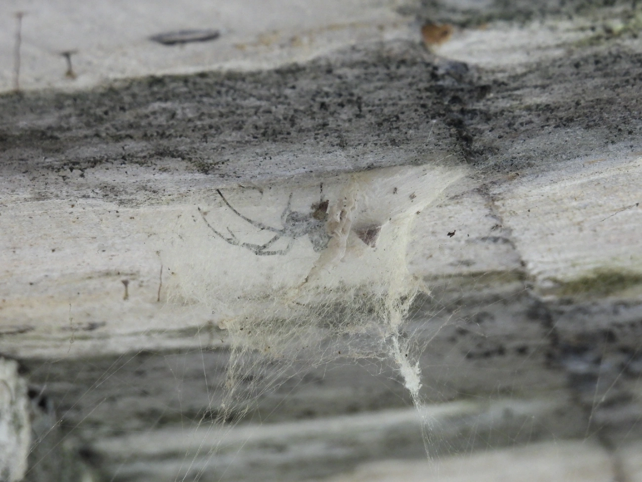 Maria-bola (Nephilingis cruentata), aracnídeos, fotografado em Queluz