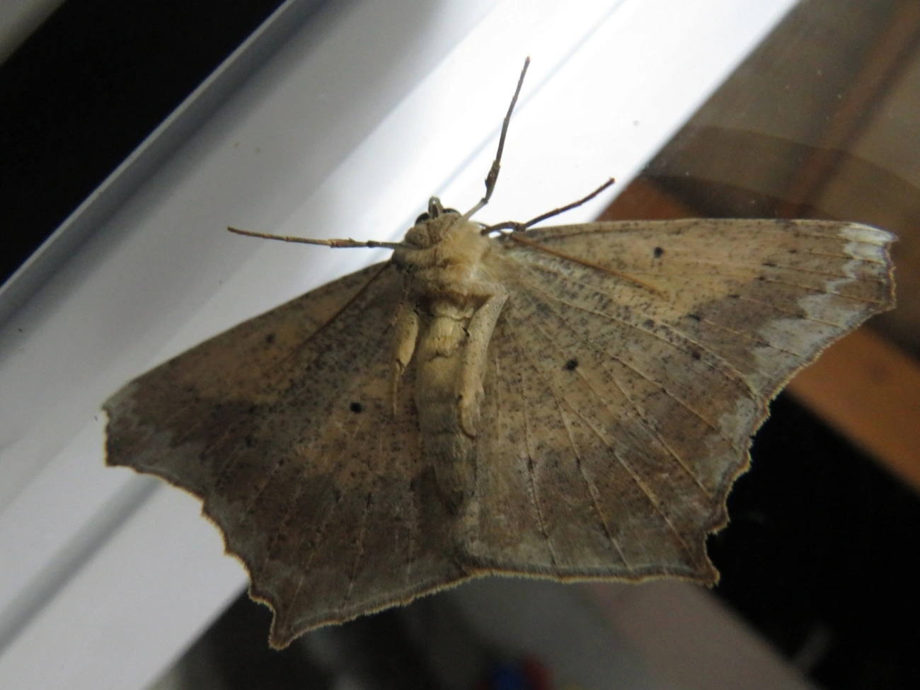 Paragonia cruraria, insetos, fotografado em Maresias, São Sebastião