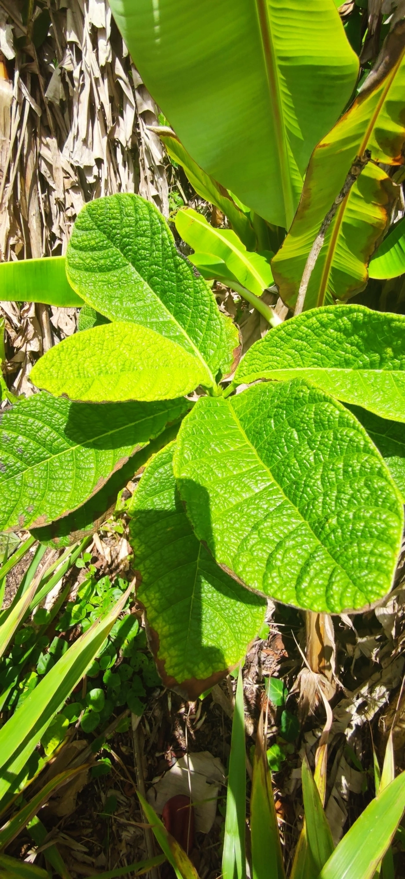 Marmelo-da-praia (Tocoyena bullata), plantas, fotografado em Maresias, São Sebastião