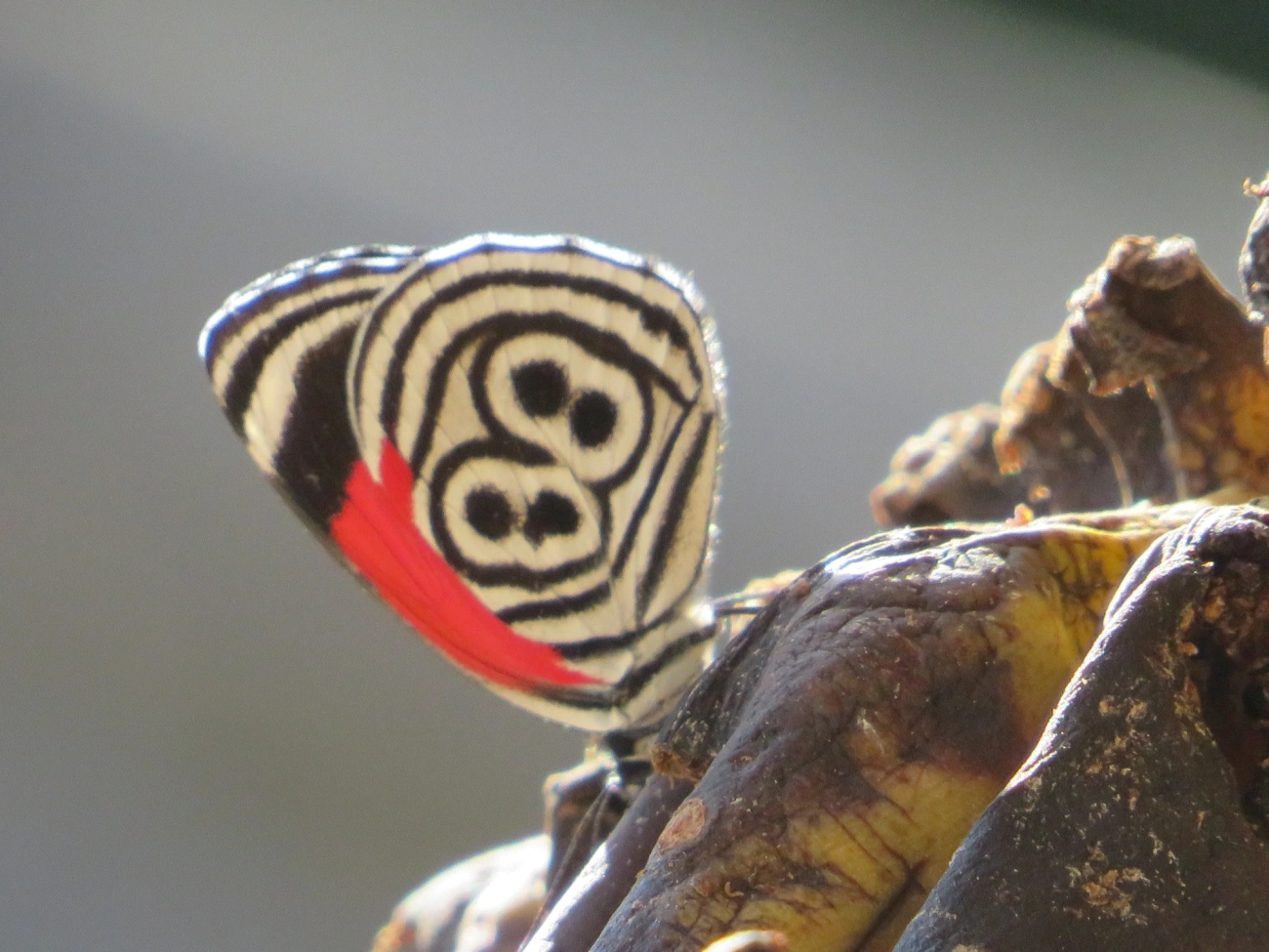 Borboleta-oitenta-e-oito (Diaethria clymena), insetos, fotografado em Maresias, São Sebastião