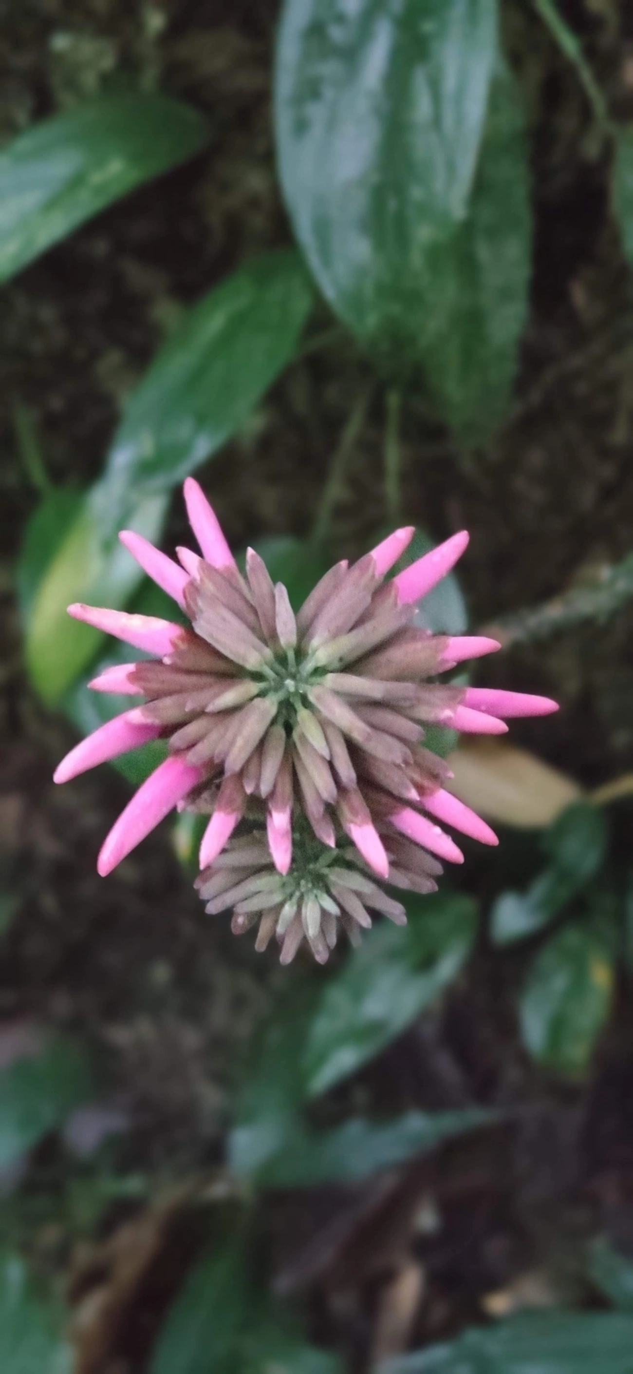 Dahlstedtia pinnata, plantas, fotografado em Maresias, São Sebastião