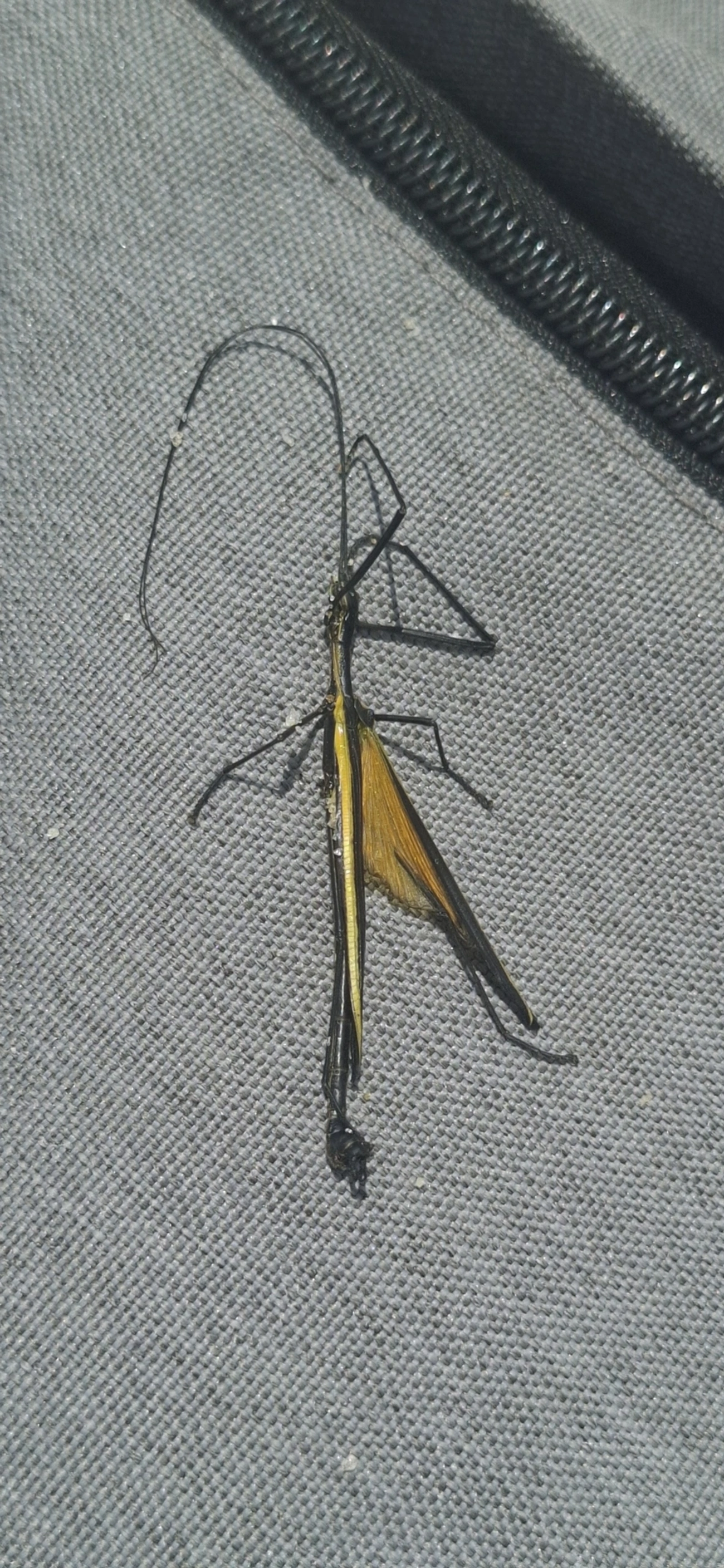 Bicho-pau (Paraphasma laterale), insetos, fotografado em Maresias, São Sebastião