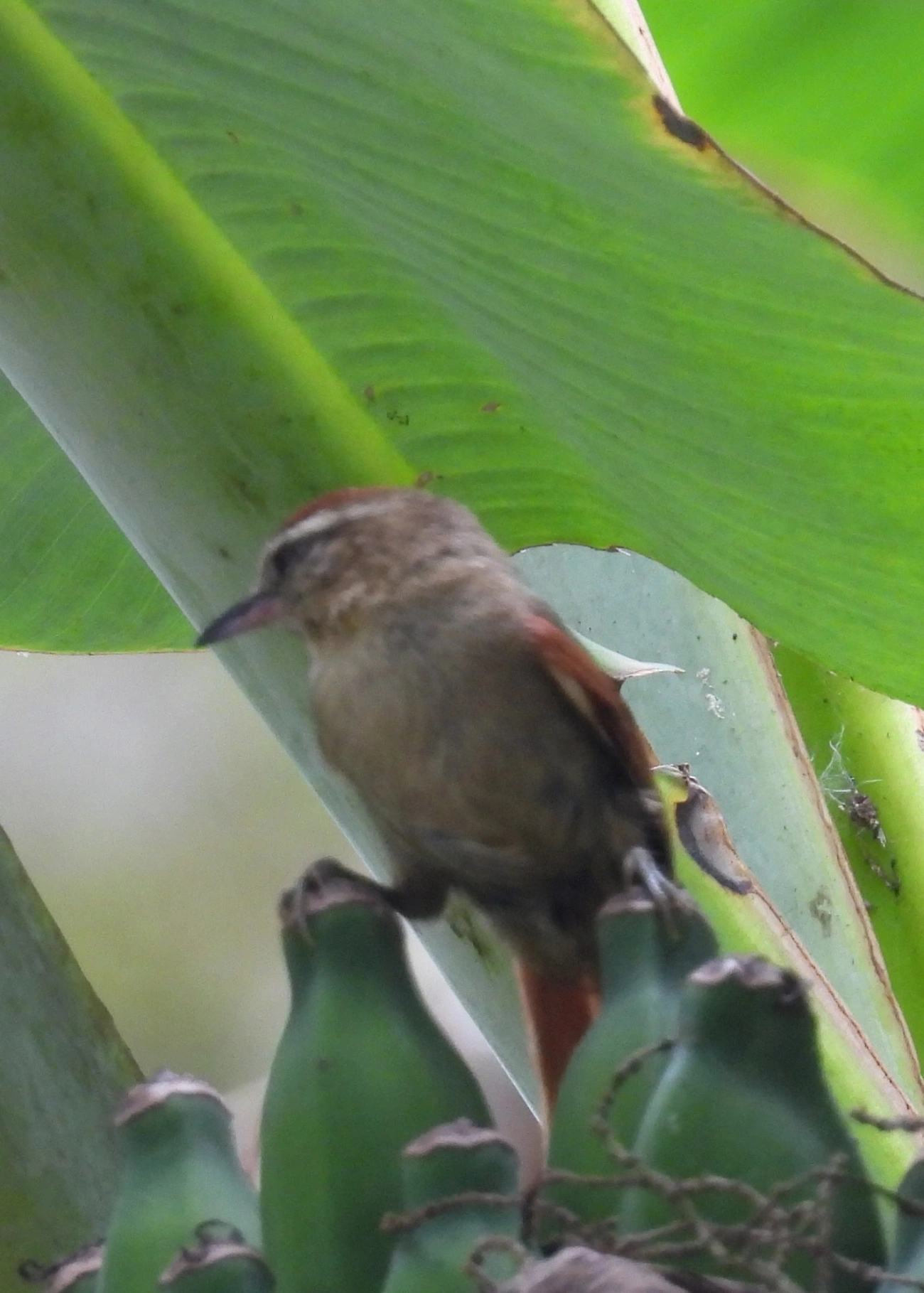 Arredio-pálido (Cranioleuca pallida), aves, fotografado em Santa Isabel