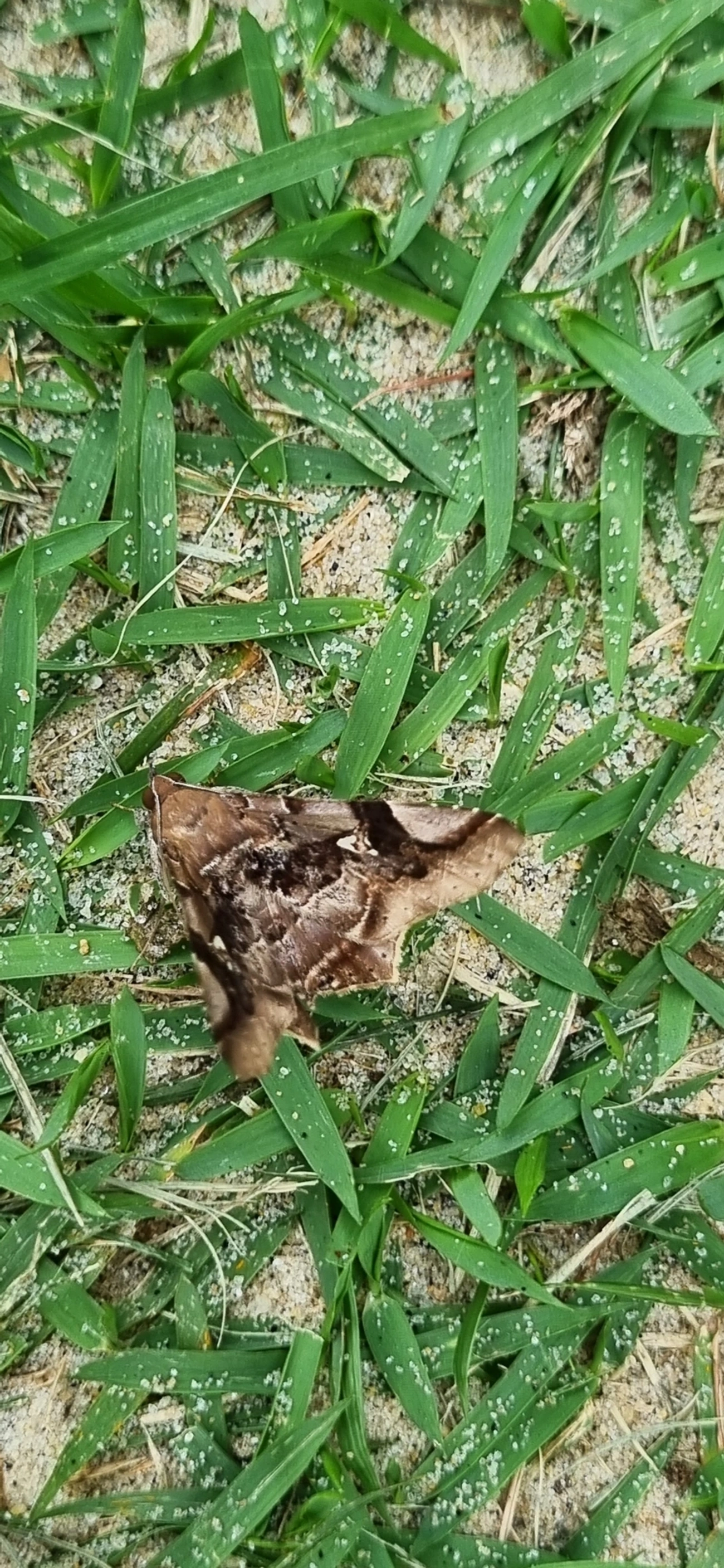 Borboletas e traças (Lepidoptera), insetos, fotografado em Maresias, São Sebastião
