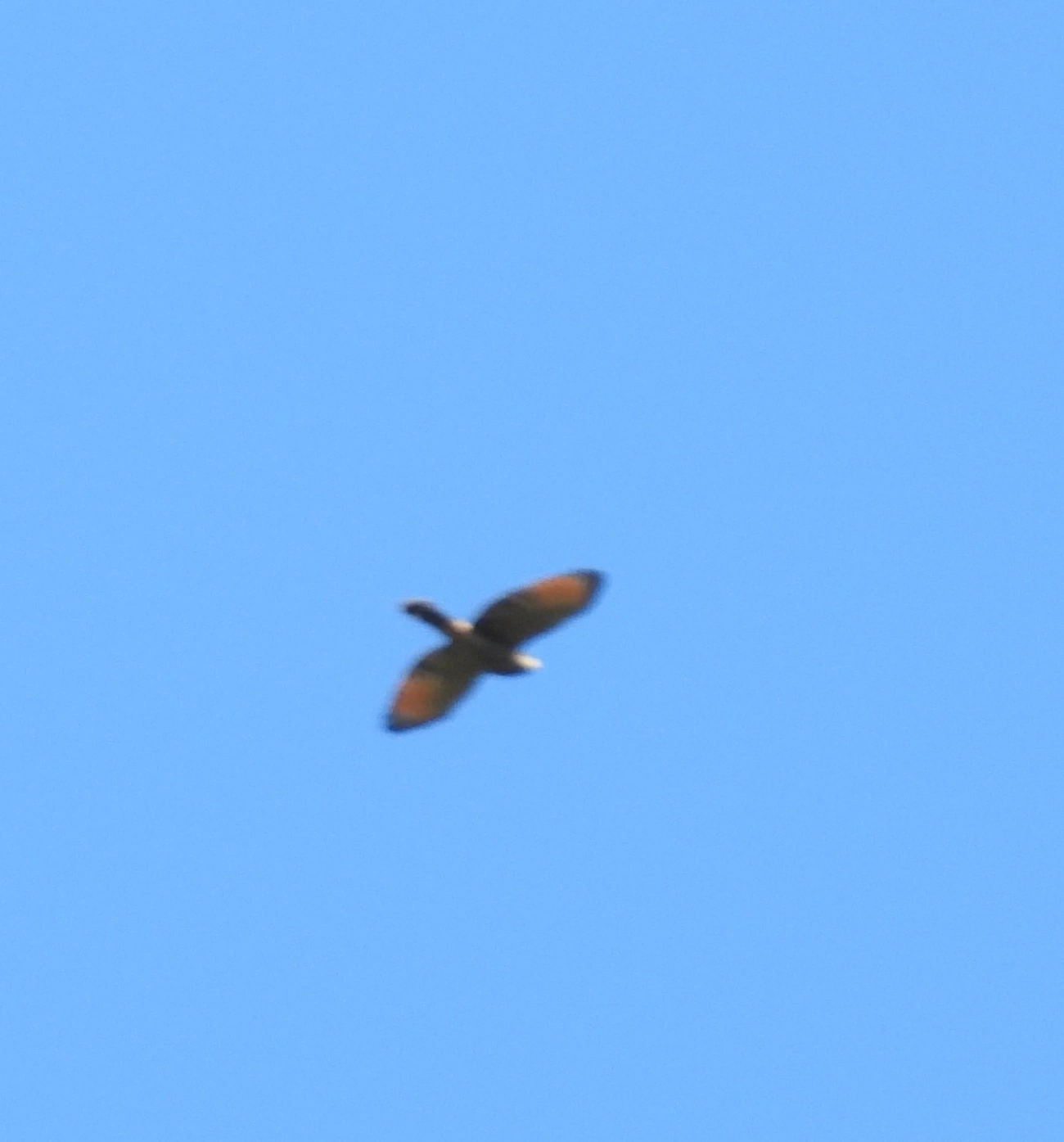 Gavião-carijó (Rupornis magnirostris), aves, fotografado em Eng. Passos, Resende
