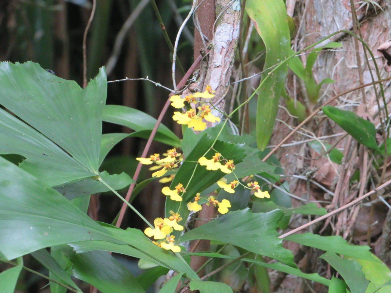 Chuva-de-ouro (Gomesa flexuosa), plantas, fotografado em Maresias, São Sebastião