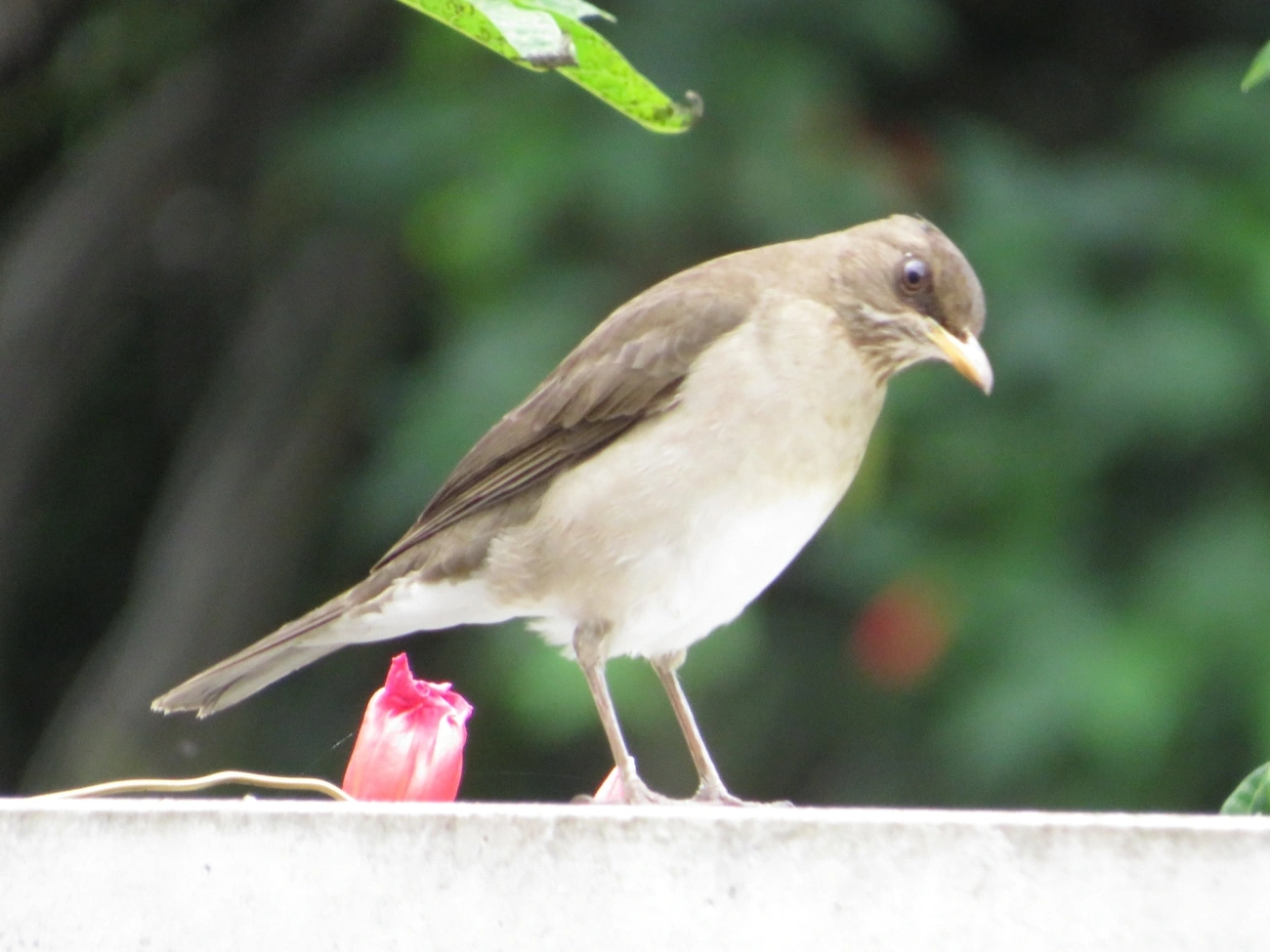 Sabiá-poca (Turdus amaurochalinus), aves, fotografado em Maresias, São Sebastião