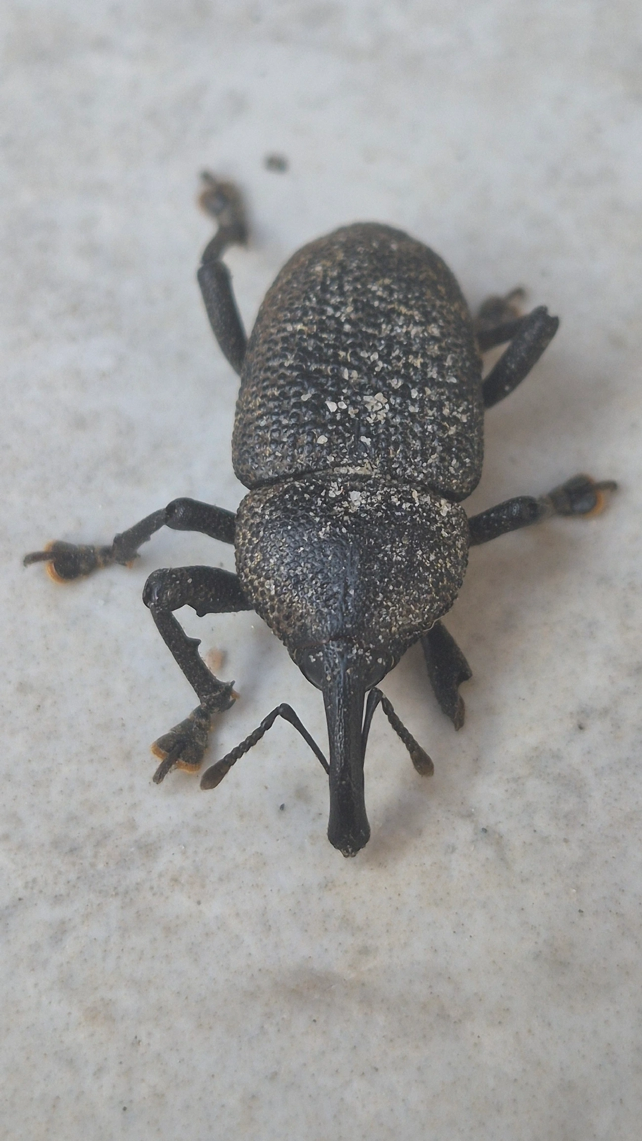 Broca-do-cacho-do-coqueiro (Homalinotus coriaceus), insetos, fotografado em Maresias, São Sebastião