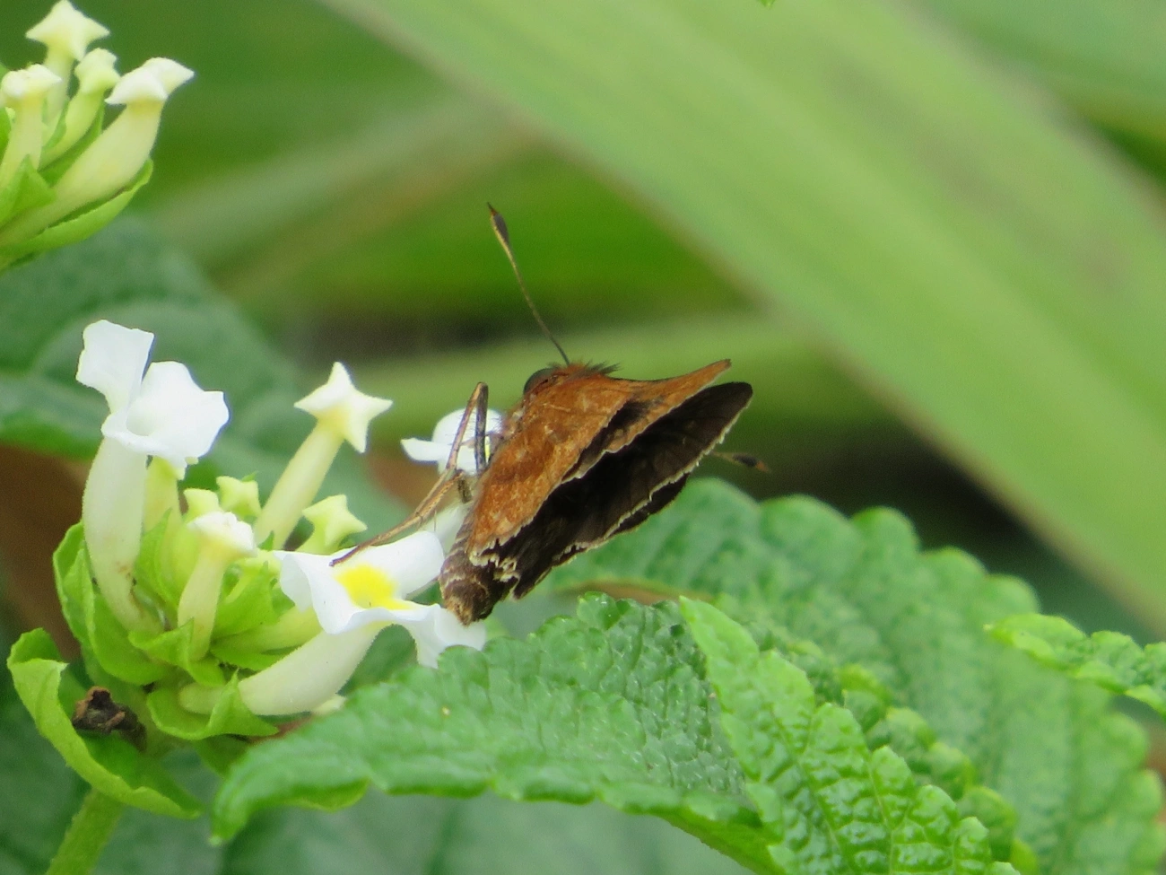 Hesperiinae, insetos, fotografado em Maresias, São Sebastião