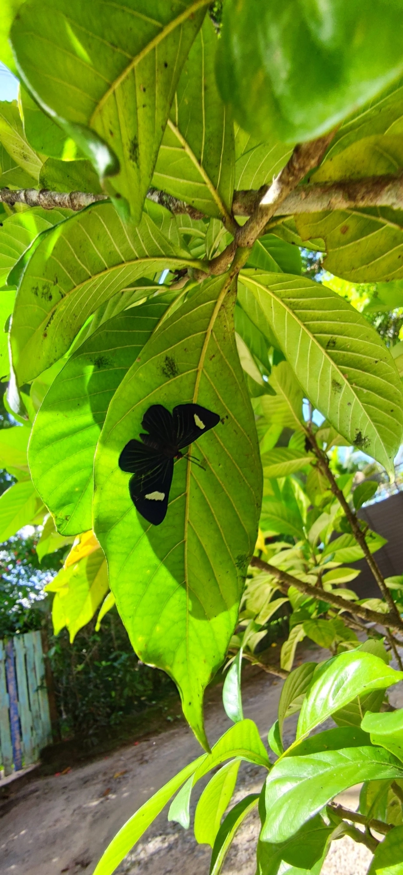 Pheles atricolor, insetos, fotografado em Maresias, São Sebastião