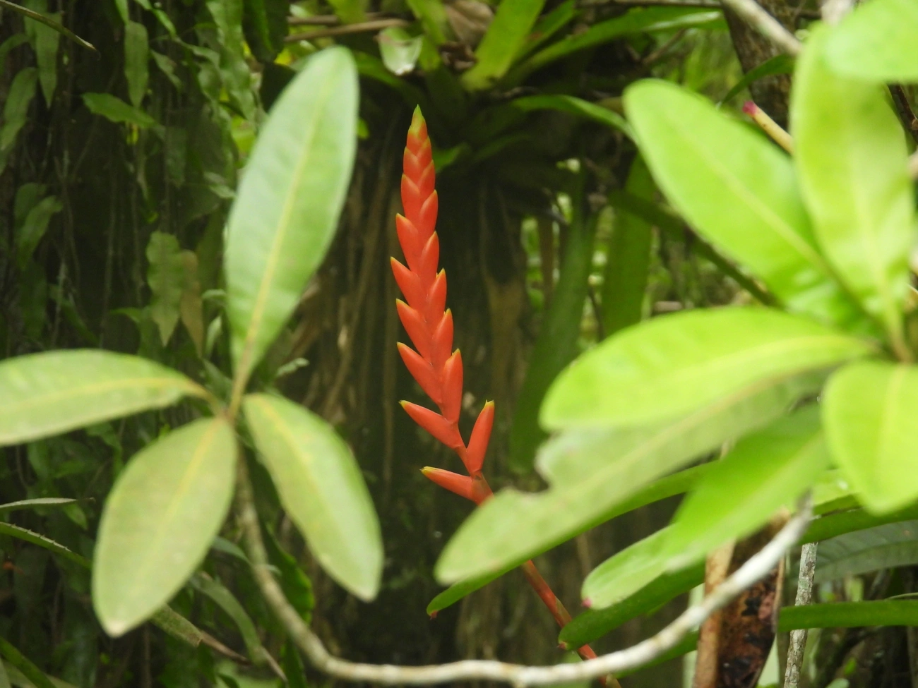 Gravatinha (Vriesea ensiformis), plantas, fotografado em Maresias, São Sebastião
