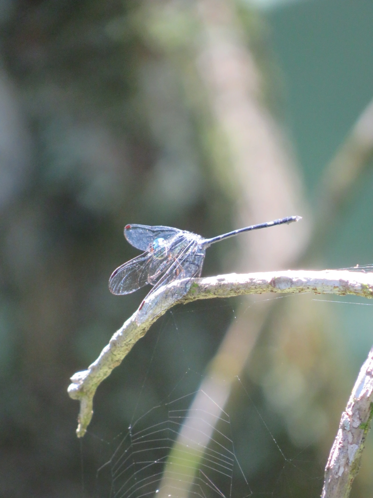 Micrathyria, insetos, fotografado em Maresias, São Sebastião