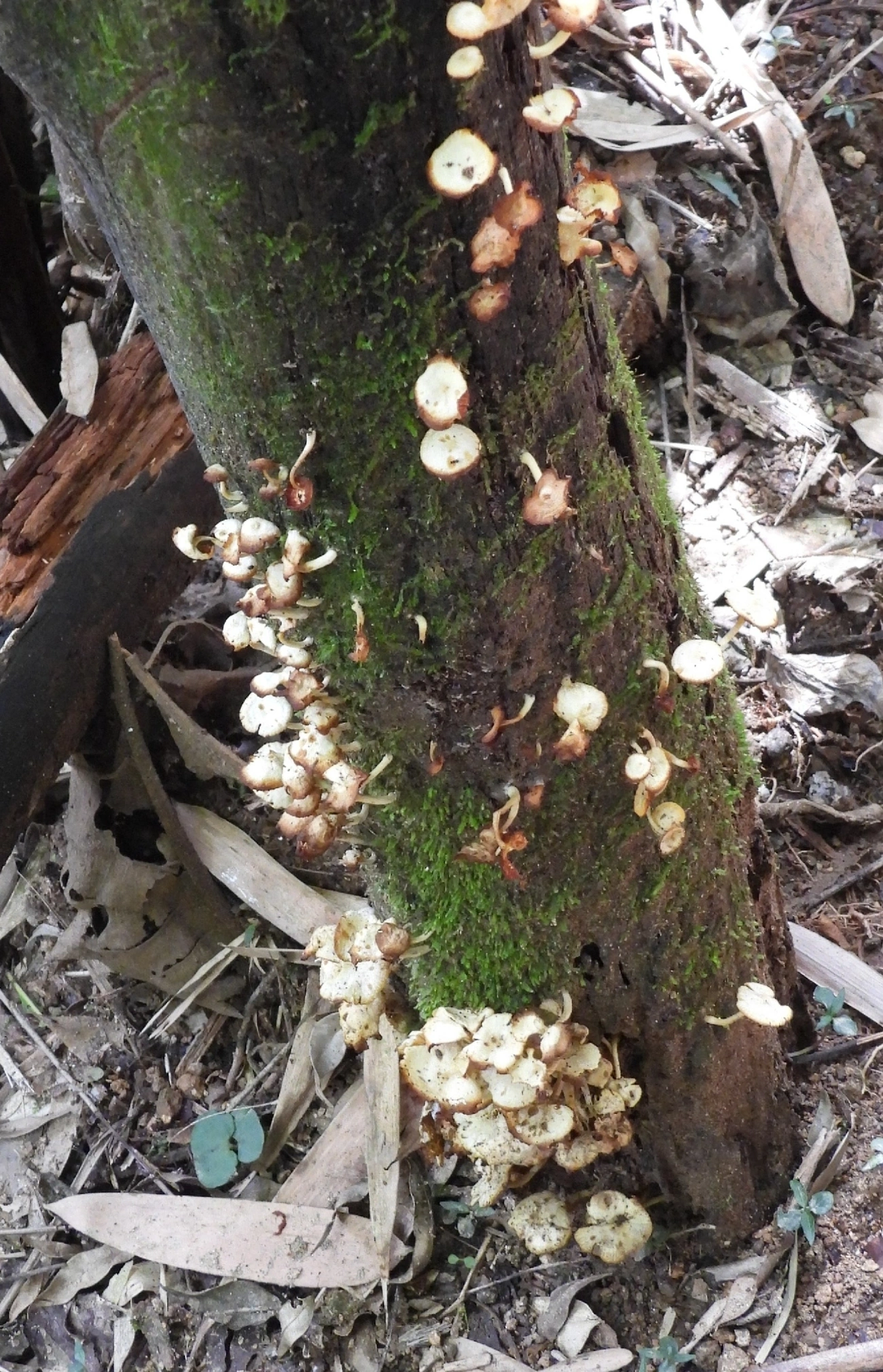 Lentinus crinitus, fungos, fotografado em Queluz