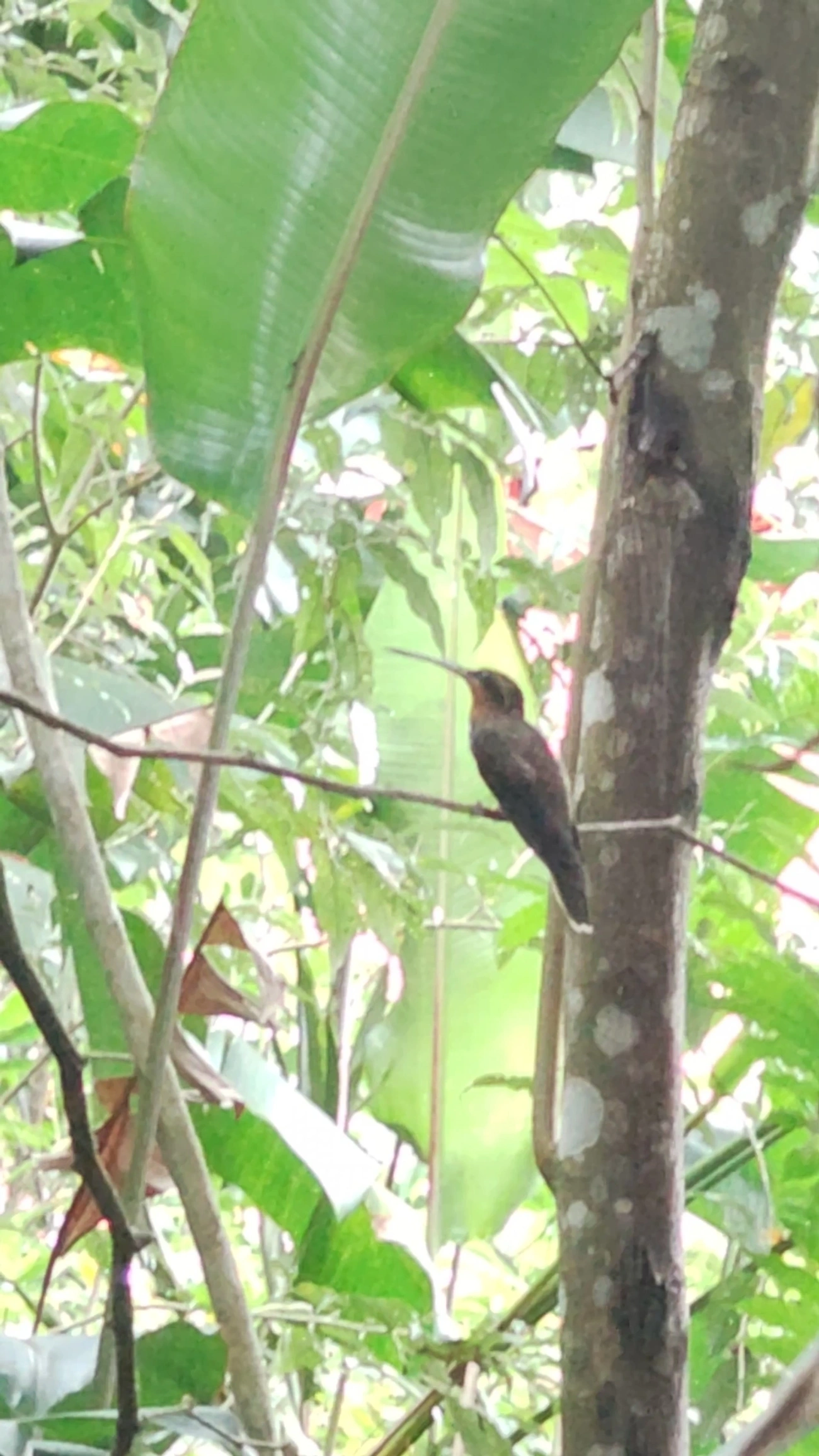 Beija-flor-do-mato (Ramphodon naevius), aves, fotografado em São Paulo