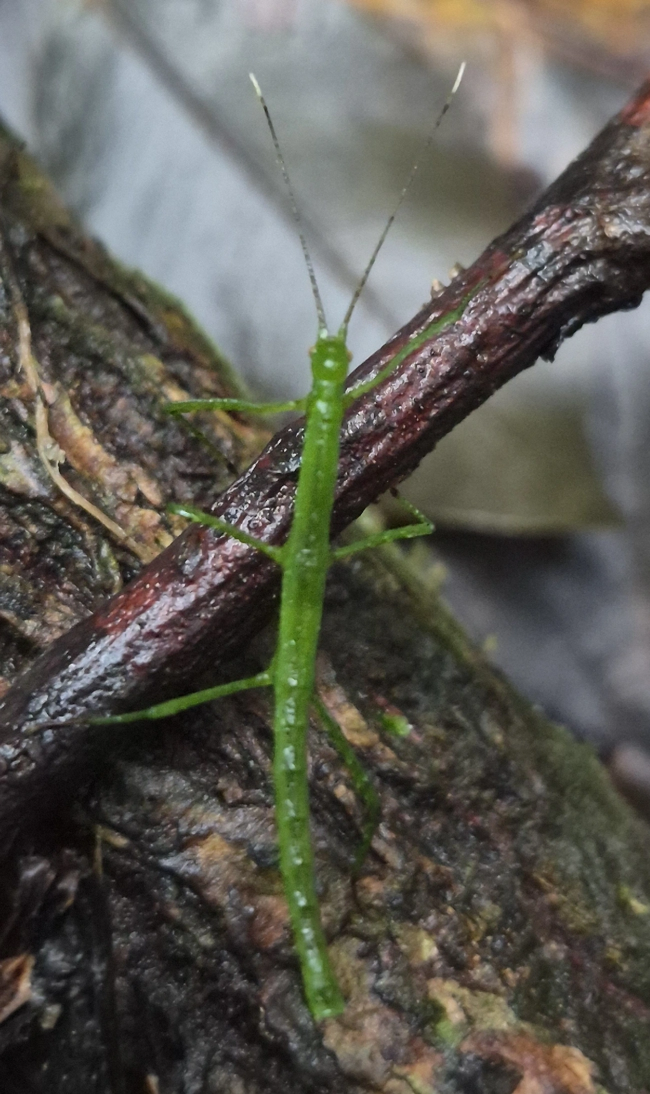Pygirhynchini, insetos, fotografado em Maresias, São Sebastião