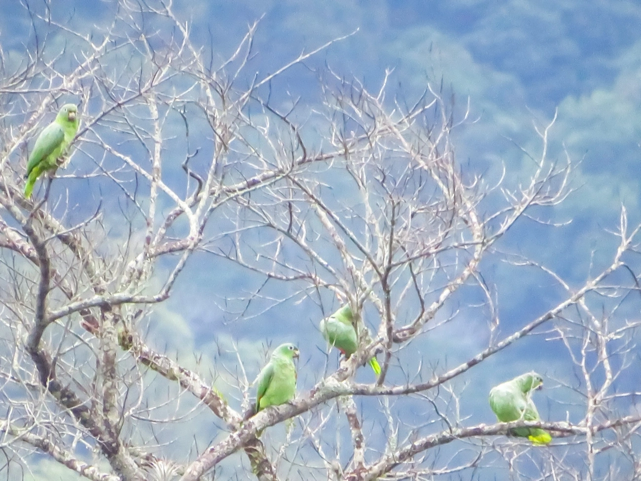 Papagaio-moleiro (Amazona farinosa), aves, fotografado em São Paulo