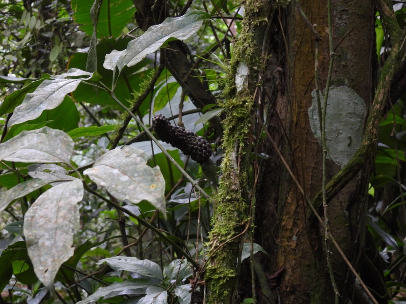 Antúrios (Anthurium), plantas, fotografado em Maresias, São Sebastião