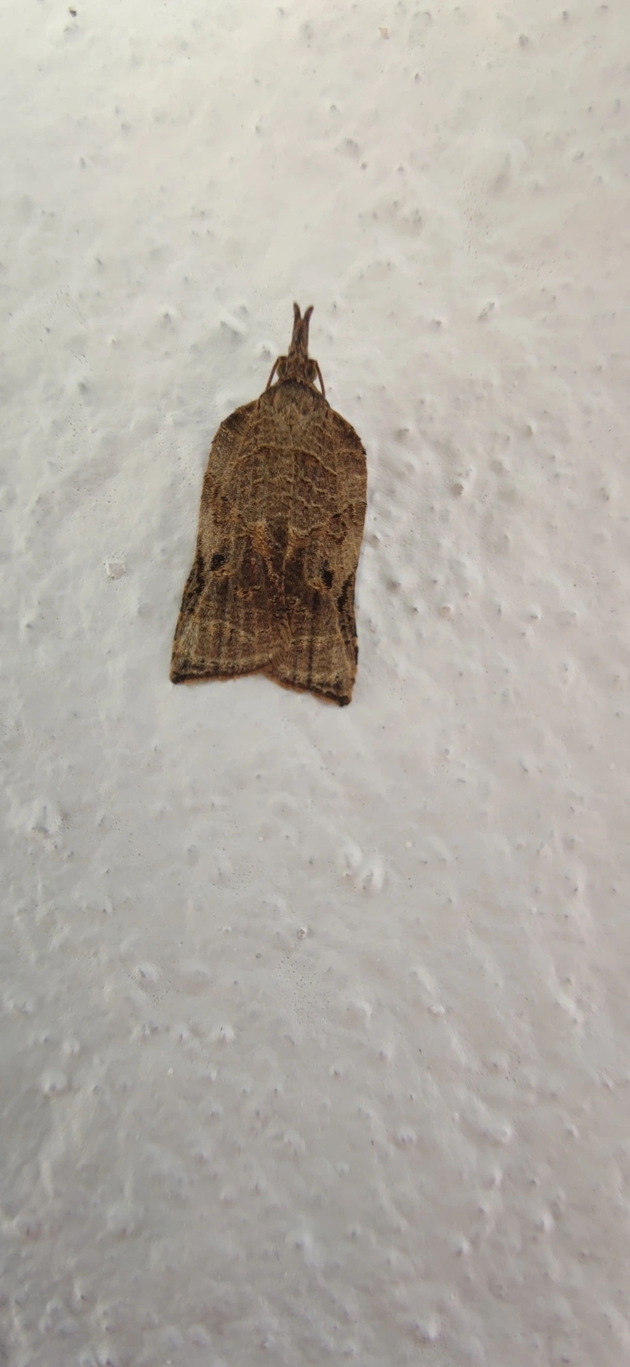 Platynota, insetos, fotografado em Maresias, São Sebastião