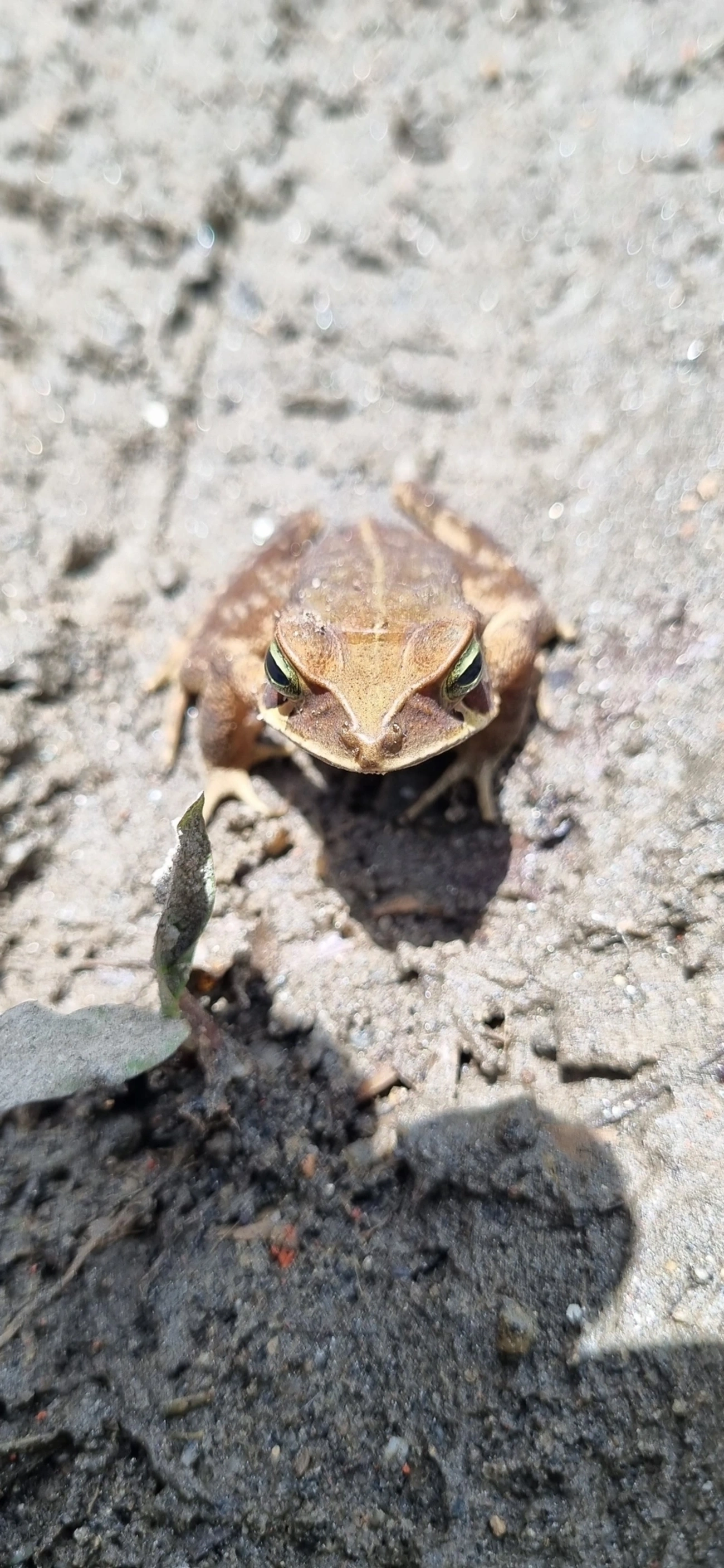Sapo-de-floresta (Rhinella ornata), anfíbios, fotografado em Maresias, São Sebastião