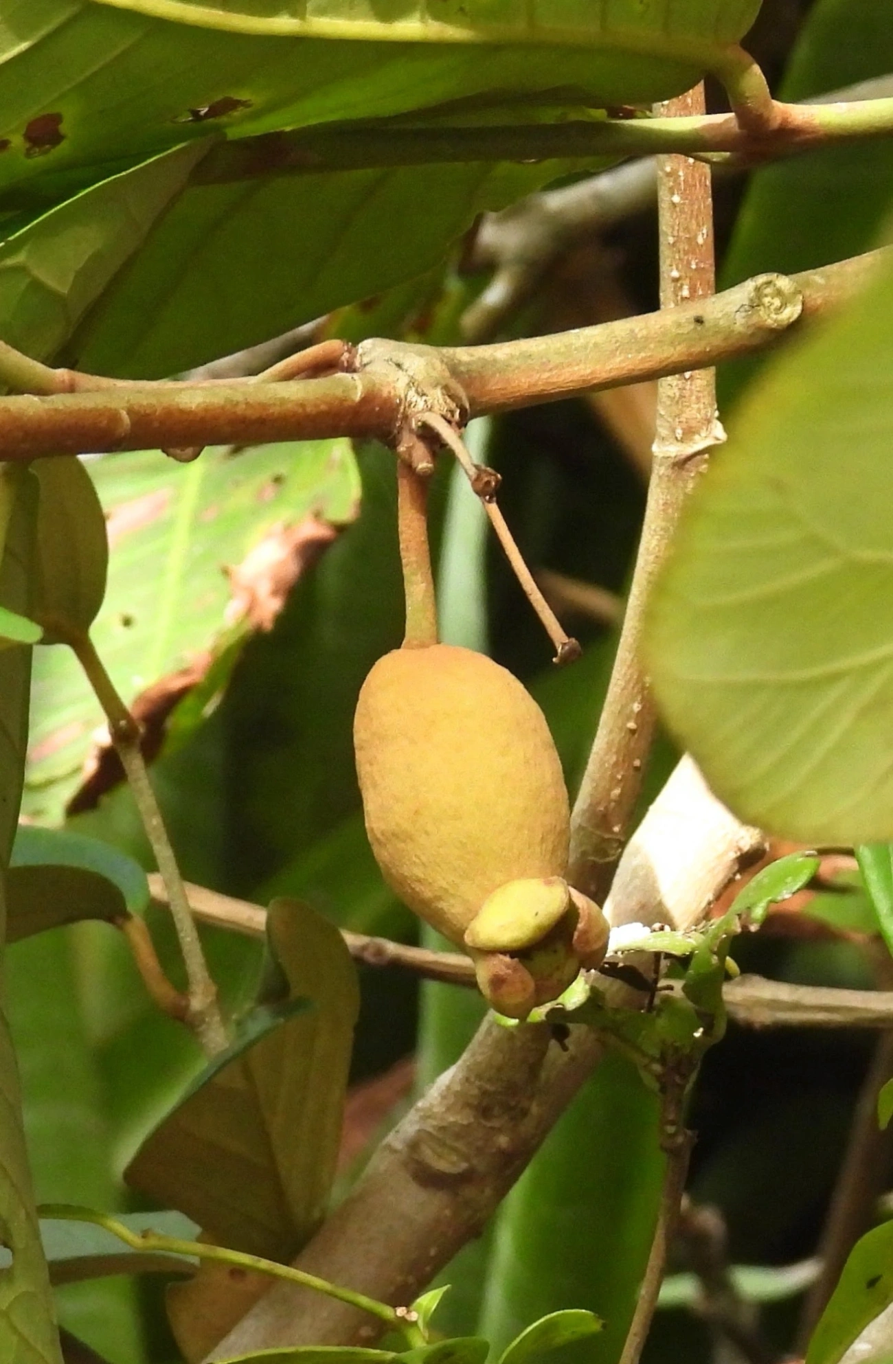 Dicotiledóneas (Magnoliopsida), plantas, fotografado em Maresias, São Sebastião