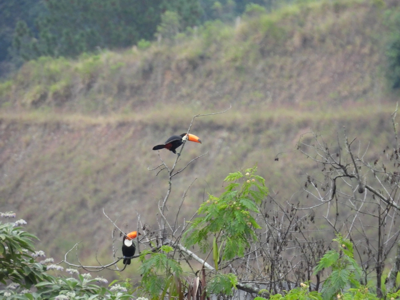 Tucano-toco (Ramphastos toco), aves, fotografado em Catuçaba, São Luíz do Paraitinga