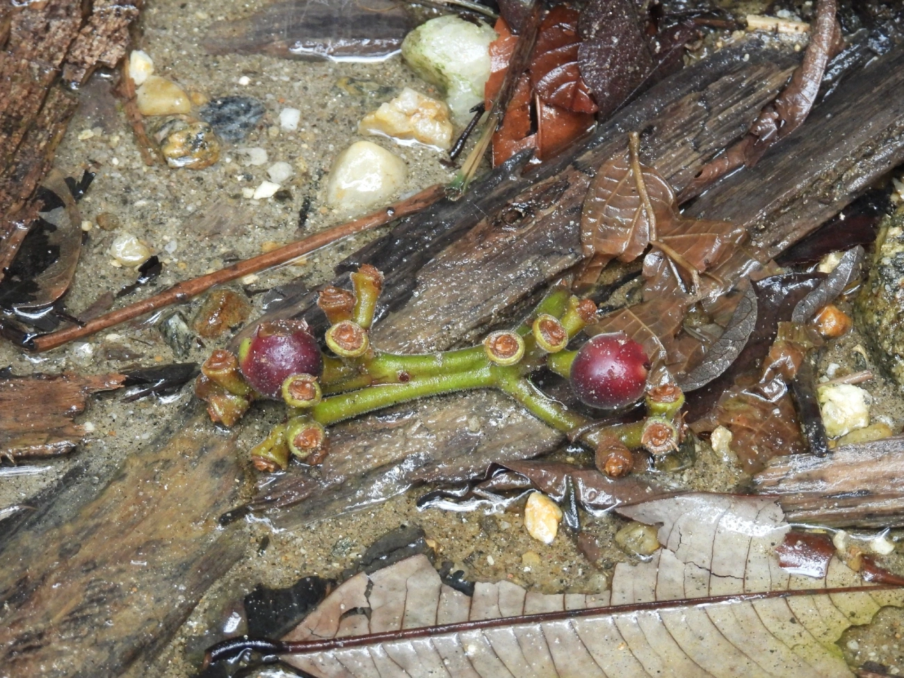 Embaúba-da-mata (Pourouma guianensis), plantas, fotografado em Boiçucanga, São Sebastião