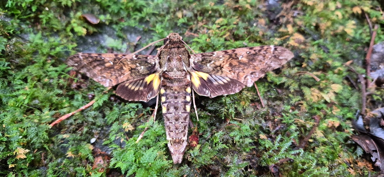 Esfinge-de-Duponchel (Cocytius duponchel), insetos, fotografado em Camburí, São Sebastião