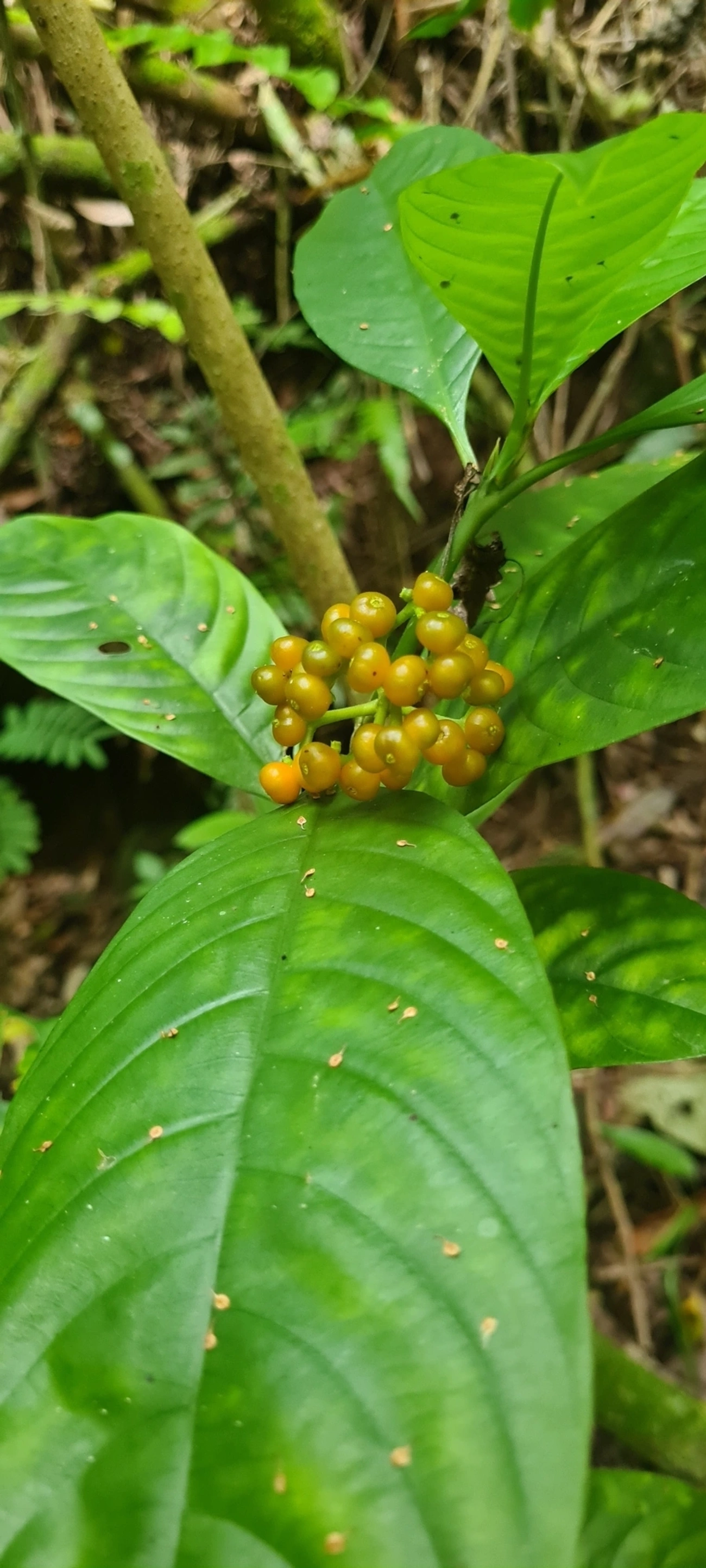 Palicourea racemosa, plantas, fotografado em Maresias, São Sebastião