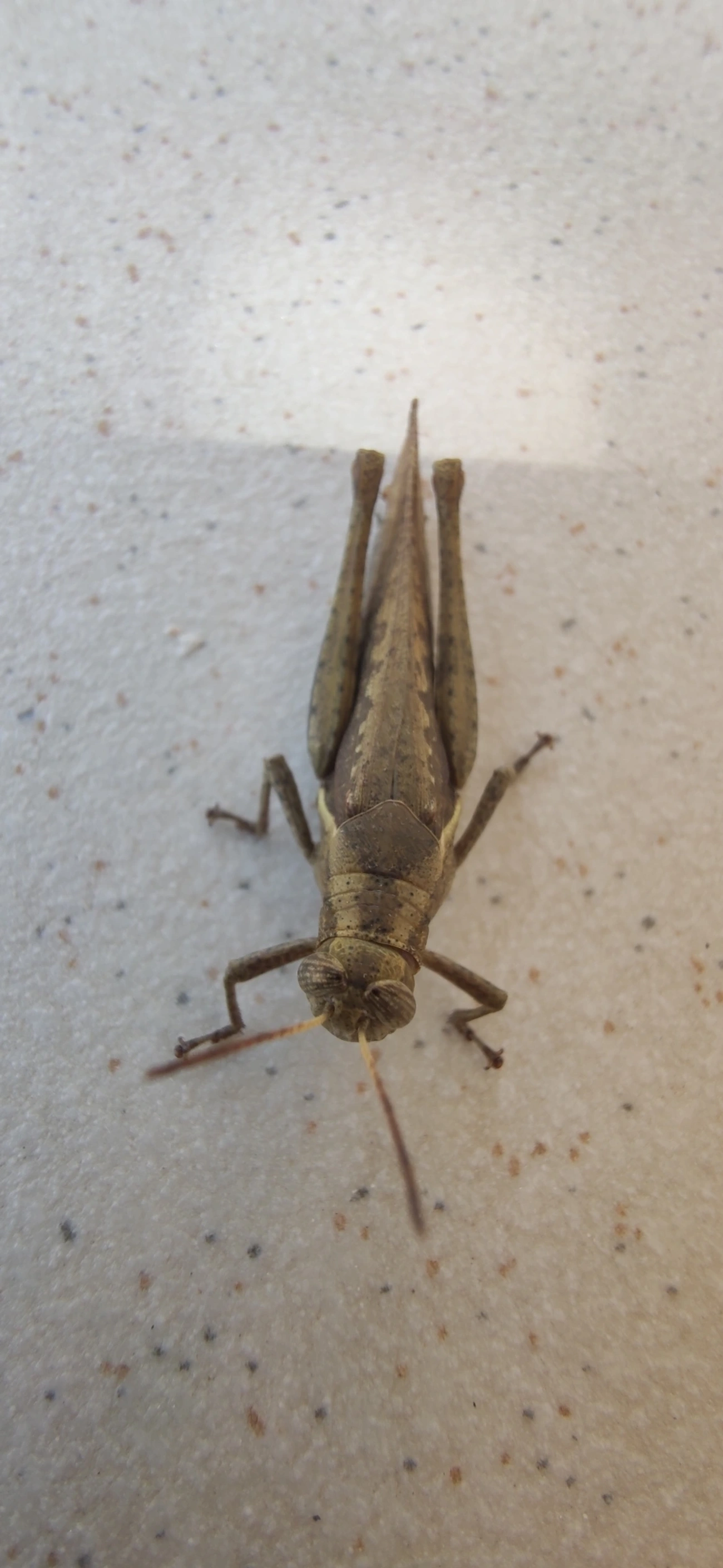 Abracris flavolineata, insetos, fotografado em Maresias, São Sebastião