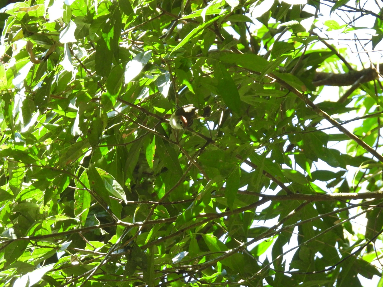 Verdinho-Coroado (Hylophilus poicilotis), aves, fotografado em Visconde de Mauá