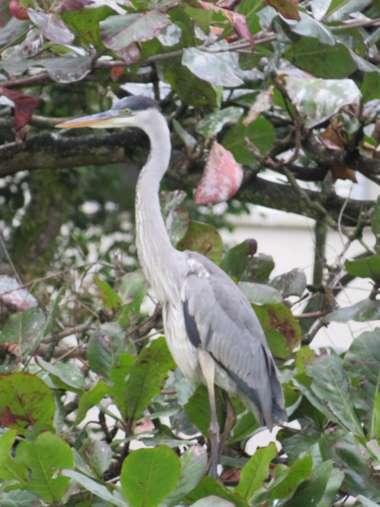 Garça-moura (Ardea cocoi), aves, fotografado em Maresias, São Sebastião
