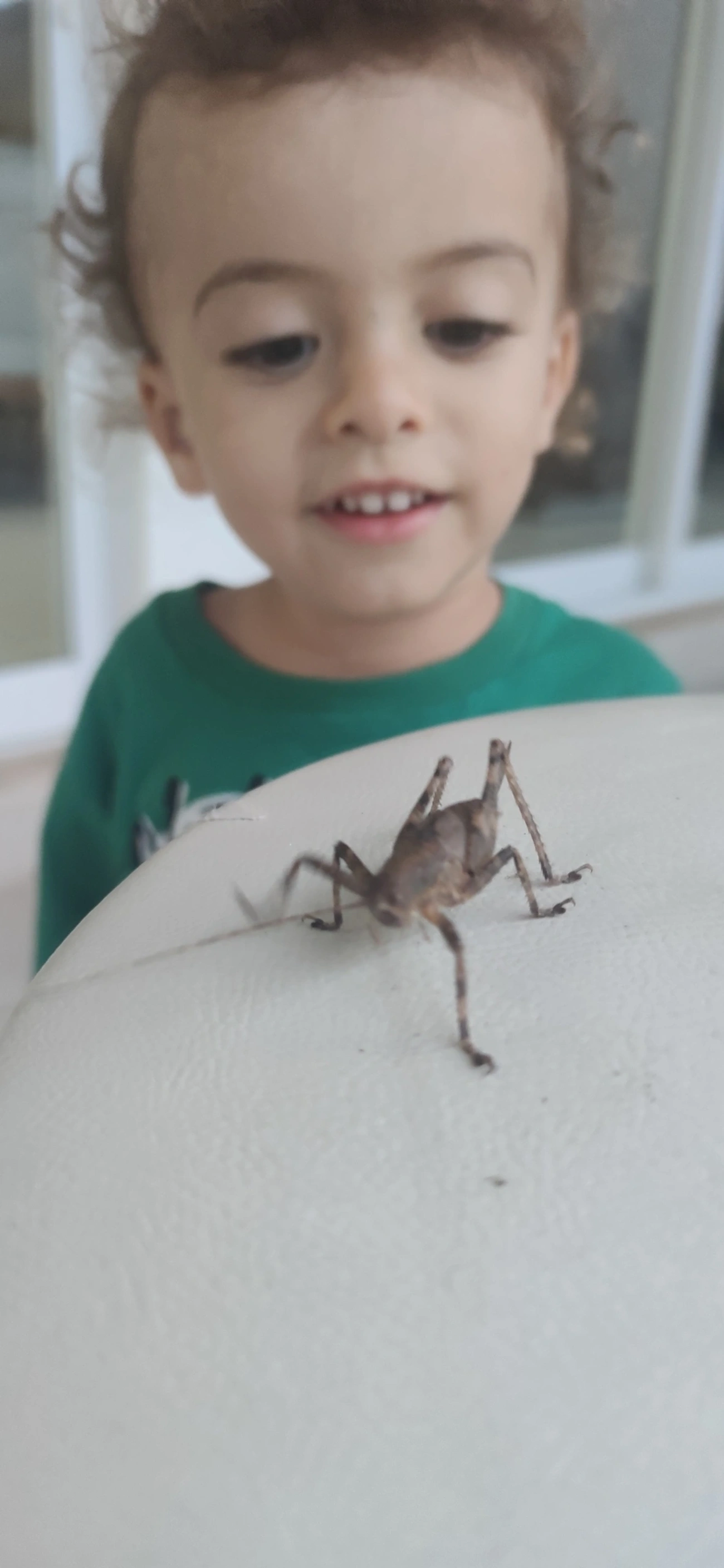 Meroncidius, insetos, fotografado em Maresias, São Sebastião