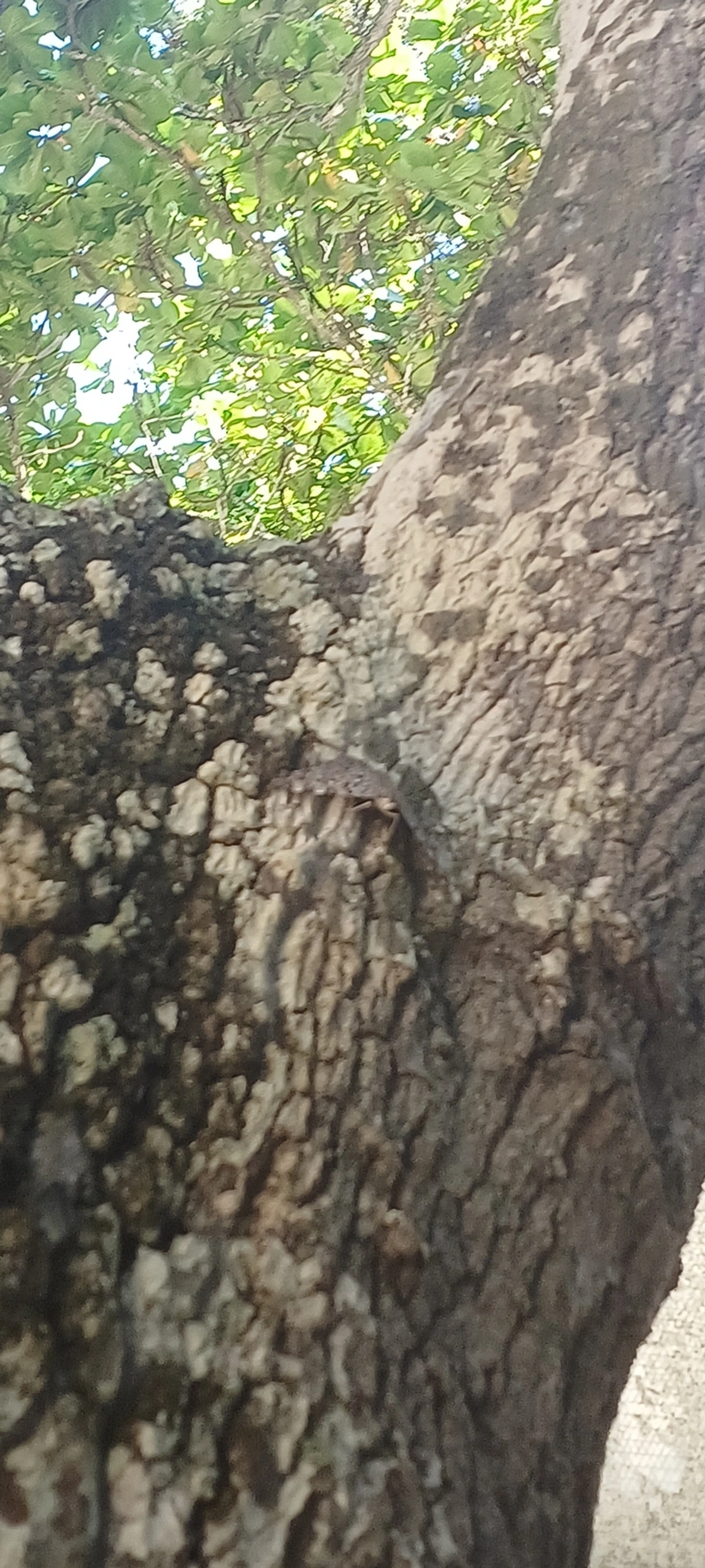 Borboleta-estaladeira (Hamadryas feronia), insetos, fotografado em Maresias, São Sebastião