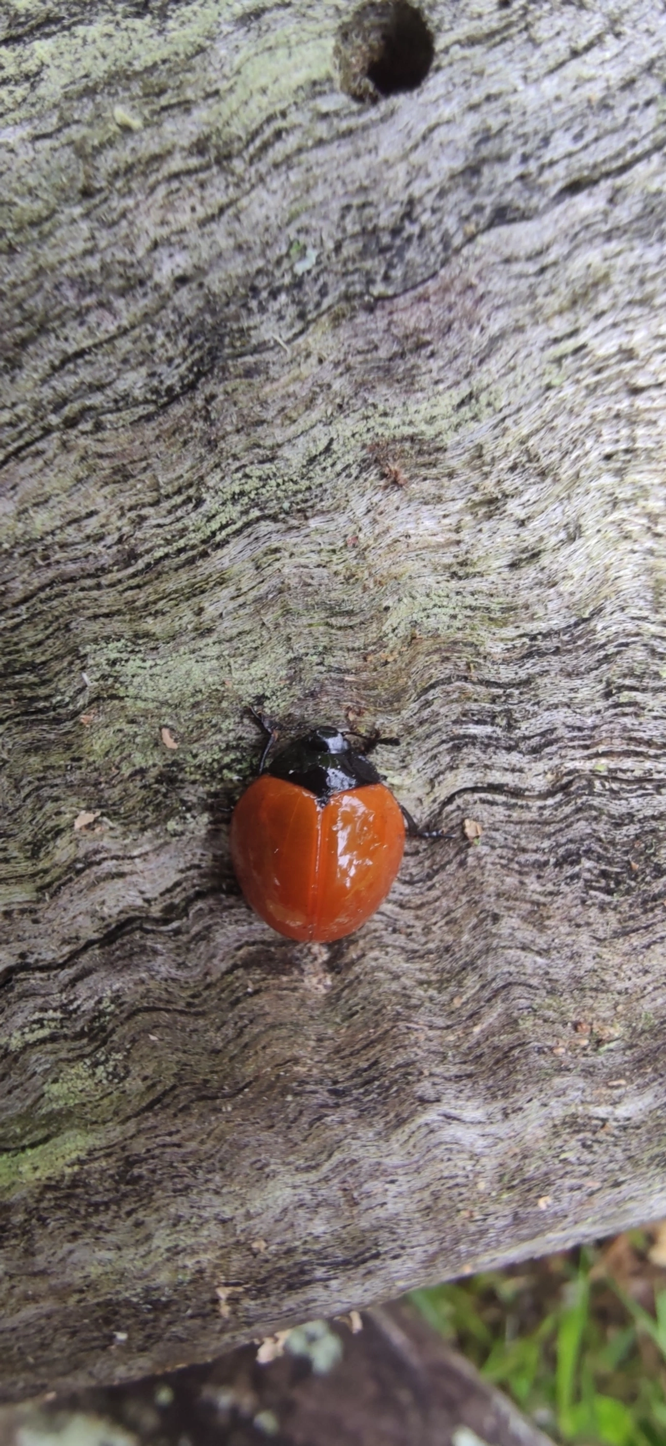 Aegithus, insetos, fotografado em Maresias, São Sebastião