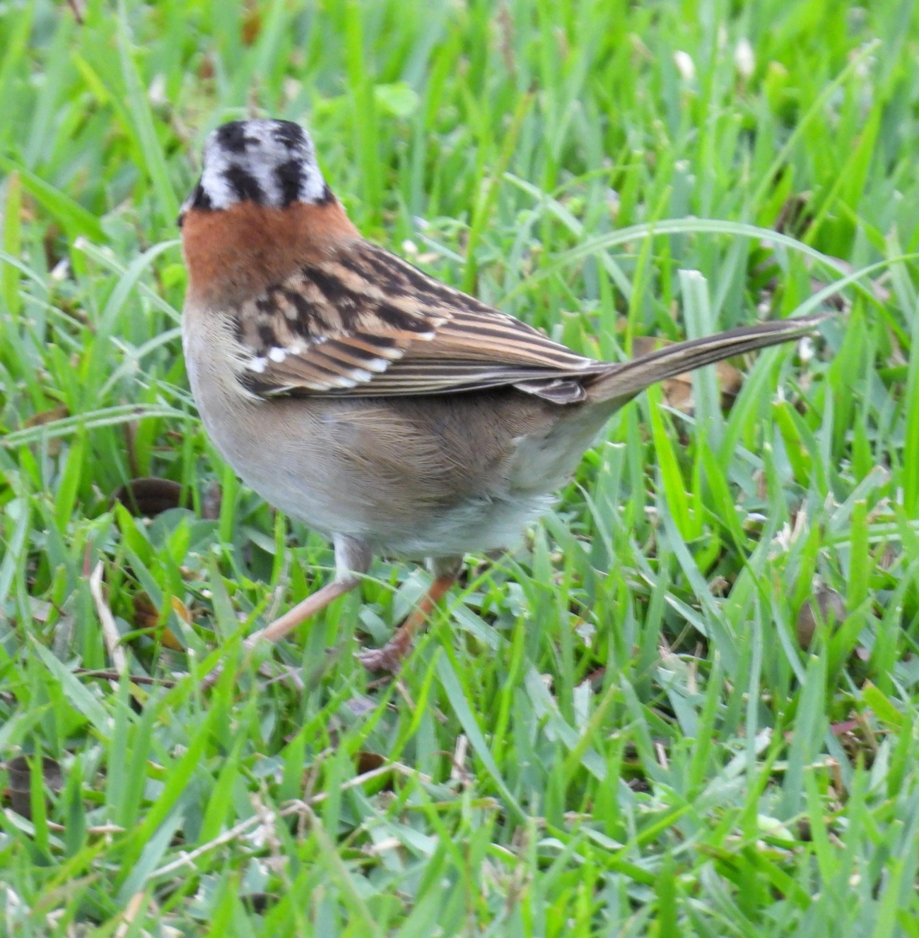Tico-tico (Zonotrichia capensis), aves, fotografado em Praia da Enseada, São Sebastião