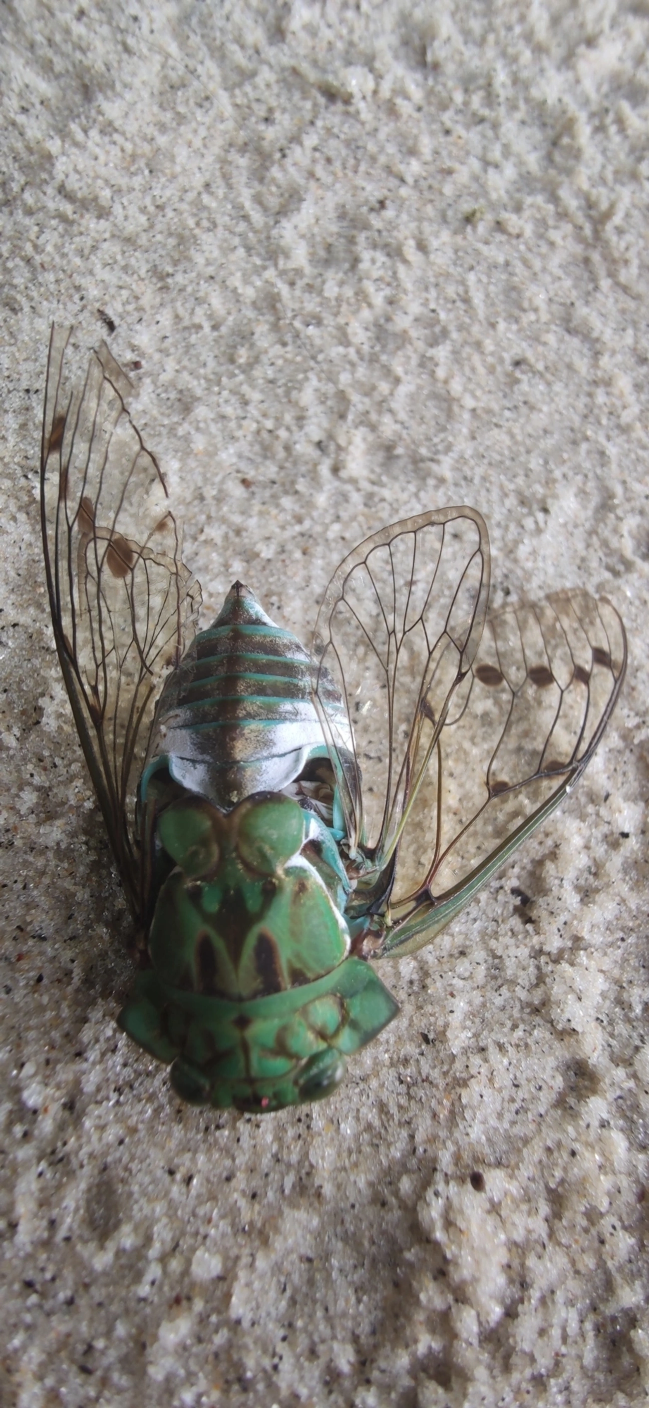 Cigarra-verde (Zammara tympanum), insetos, fotografado em Maresias, São Sebastião