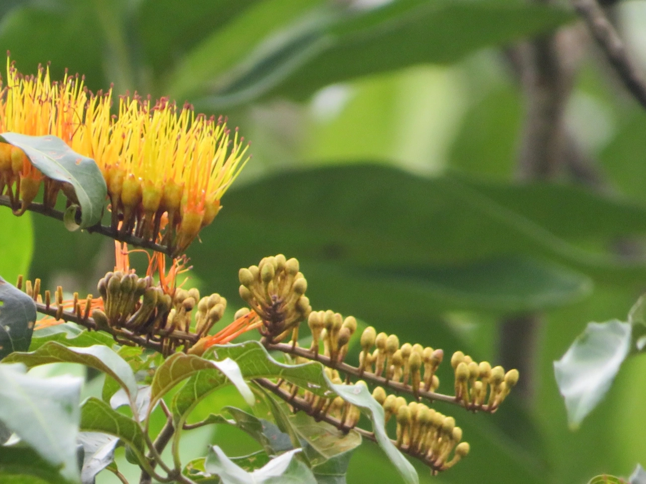 Cipó-de-fogo (Combretum fruticosum), plantas, fotografado em Maresias, São Sebastião