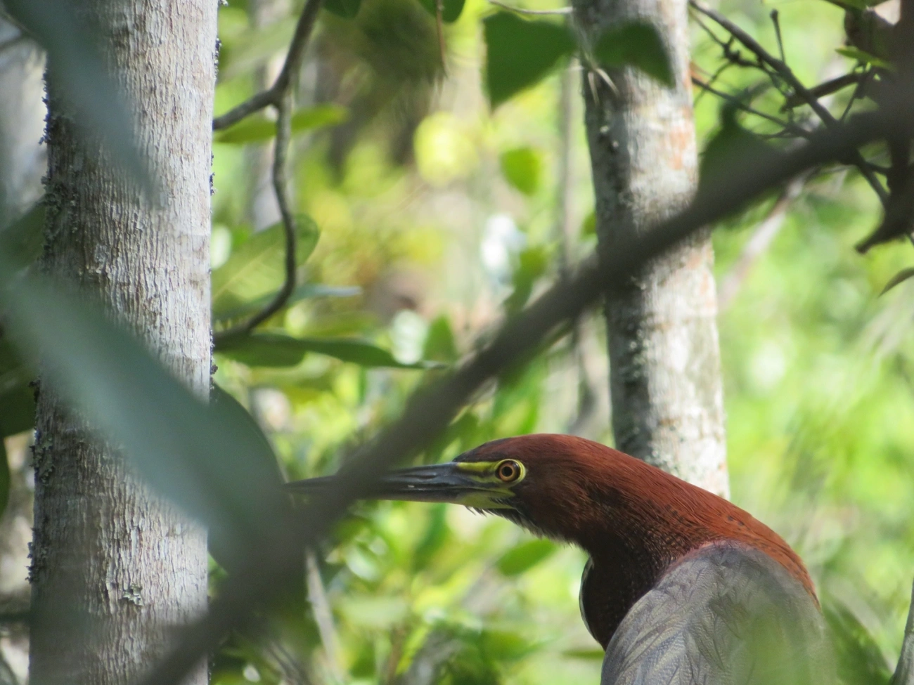 Socó-boi (Tigrisoma lineatum), aves, fotografado em Maresias, São Sebastião